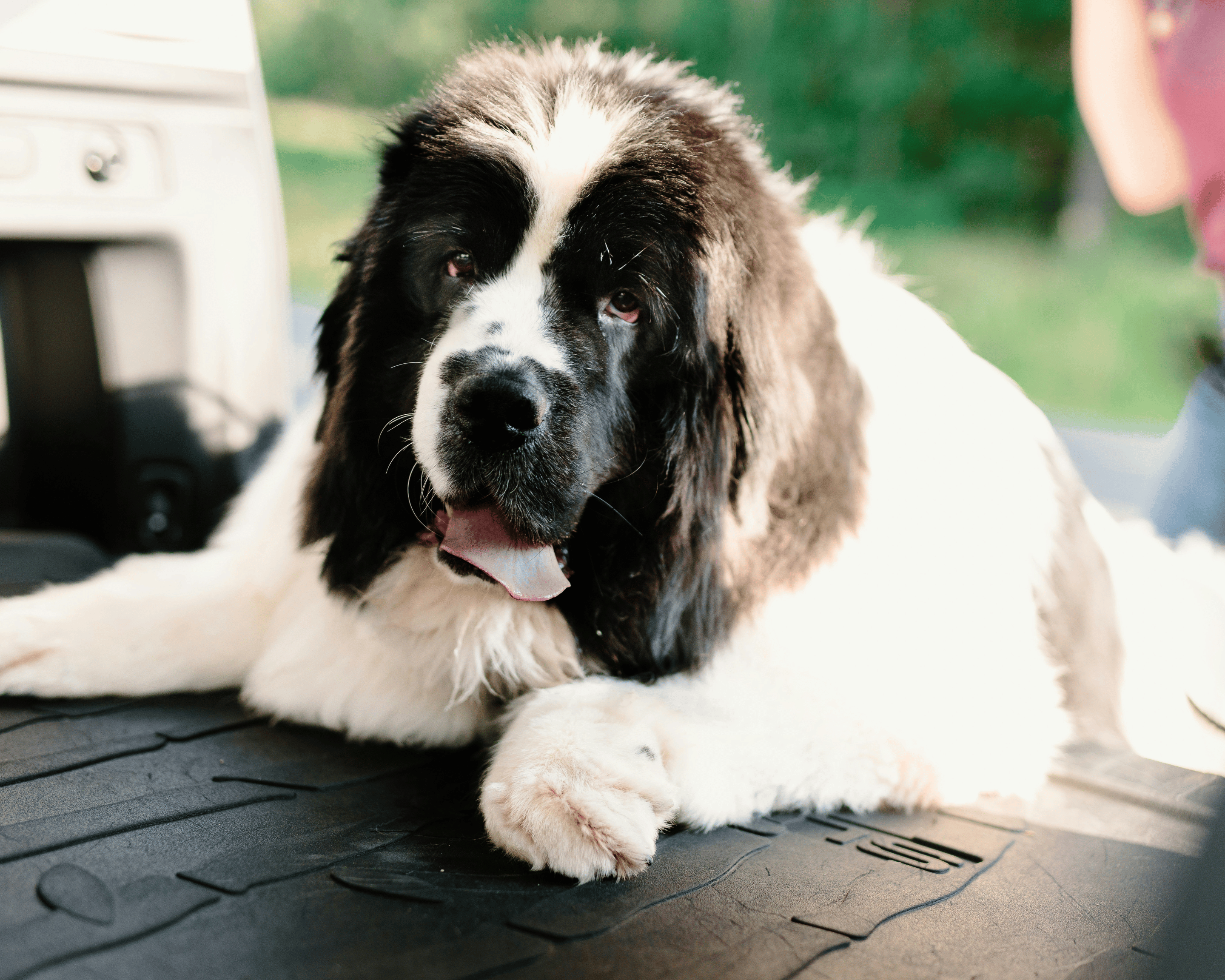 How to Tell if Your Dog is in Pain—Even If They’re Hiding It