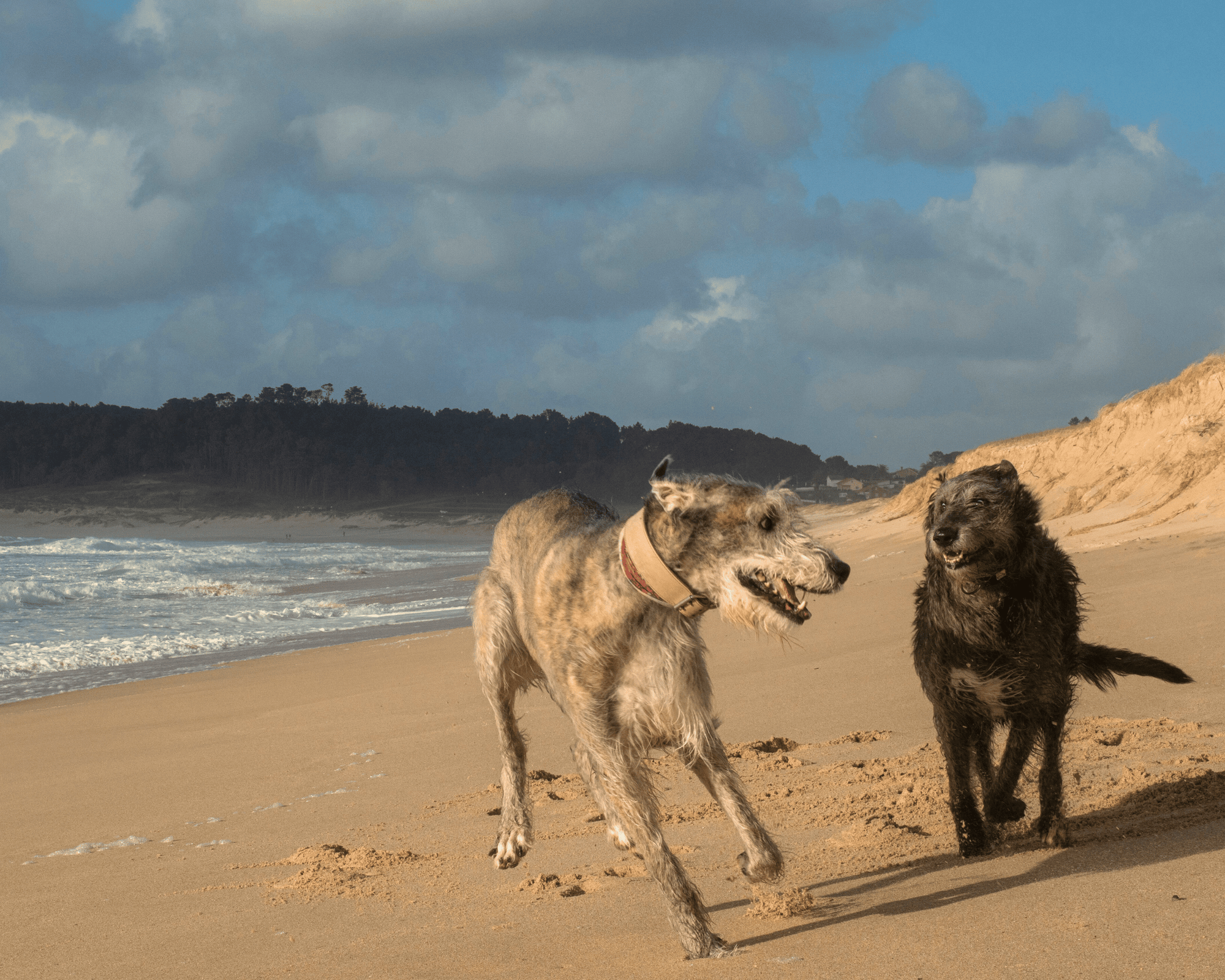 Why Joint Pain Isn’t Just a Senior Dog Problem