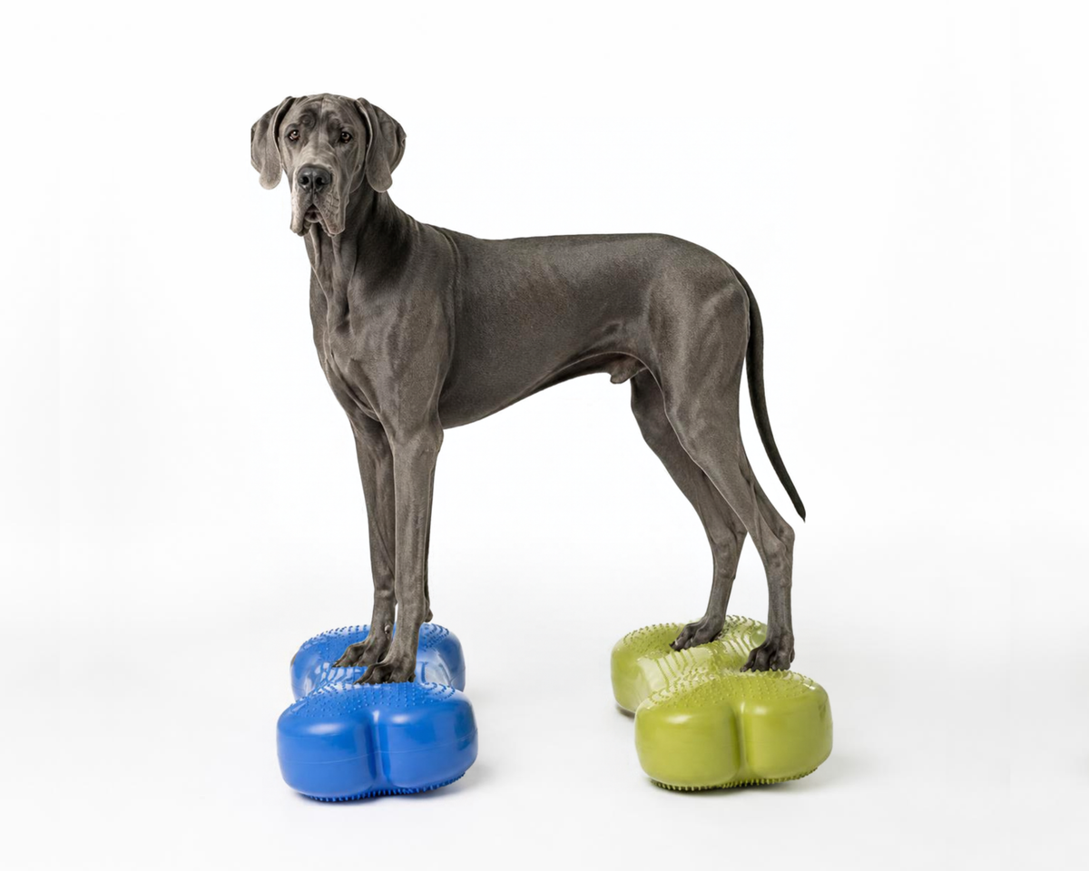 Canine Physical Therapy Isn't Just for After Surgery