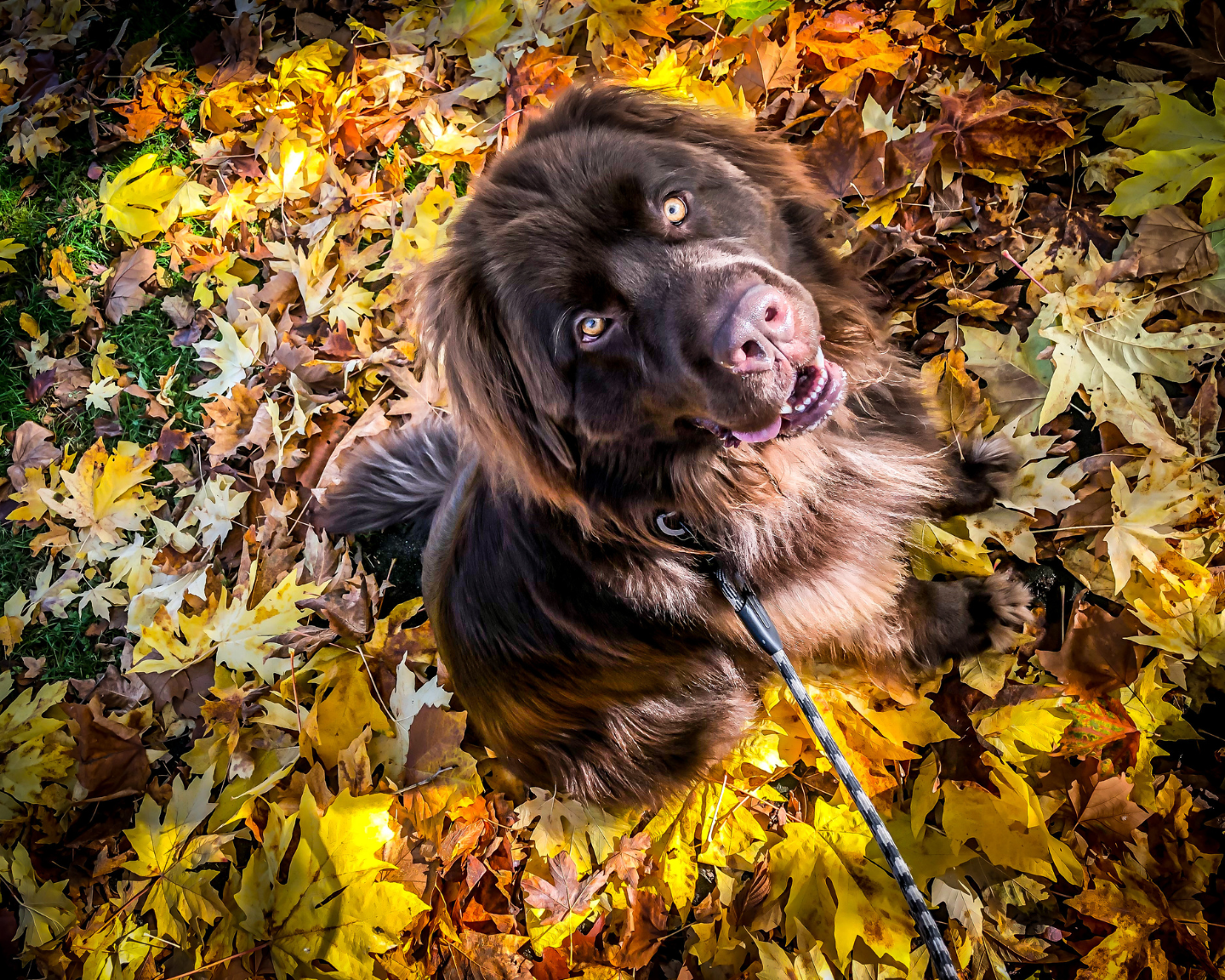 Fall Safety Tips for Giant Breed Dogs: Crunching Leaves, Cooler Temps, and Caution