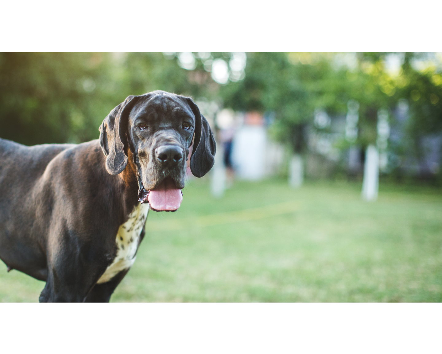 Healthy Habits That Save Money and Extend Your Big Dog’s Life