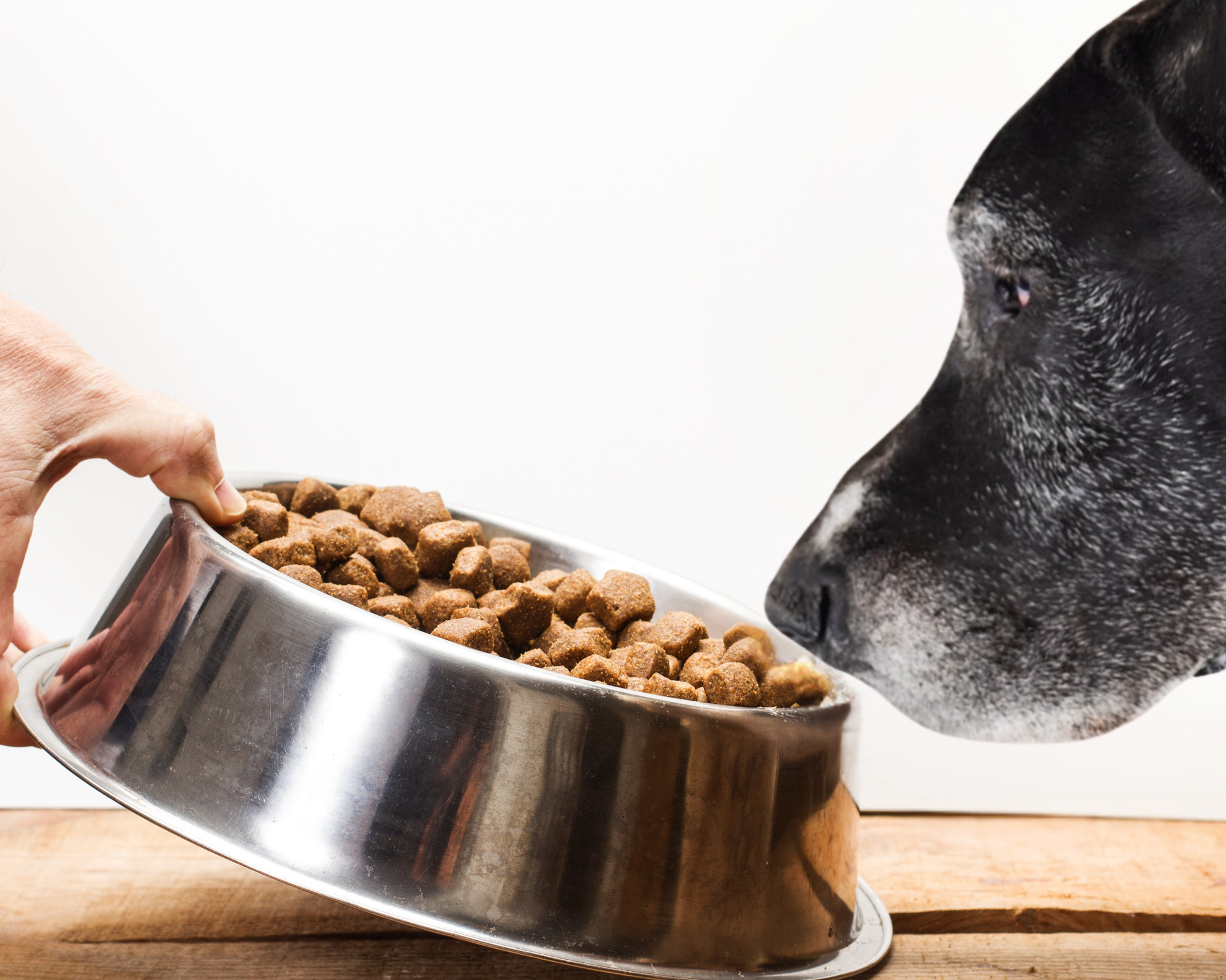 Why Some Dogs Snub Their Food (And Why It’s Not Your Fault)