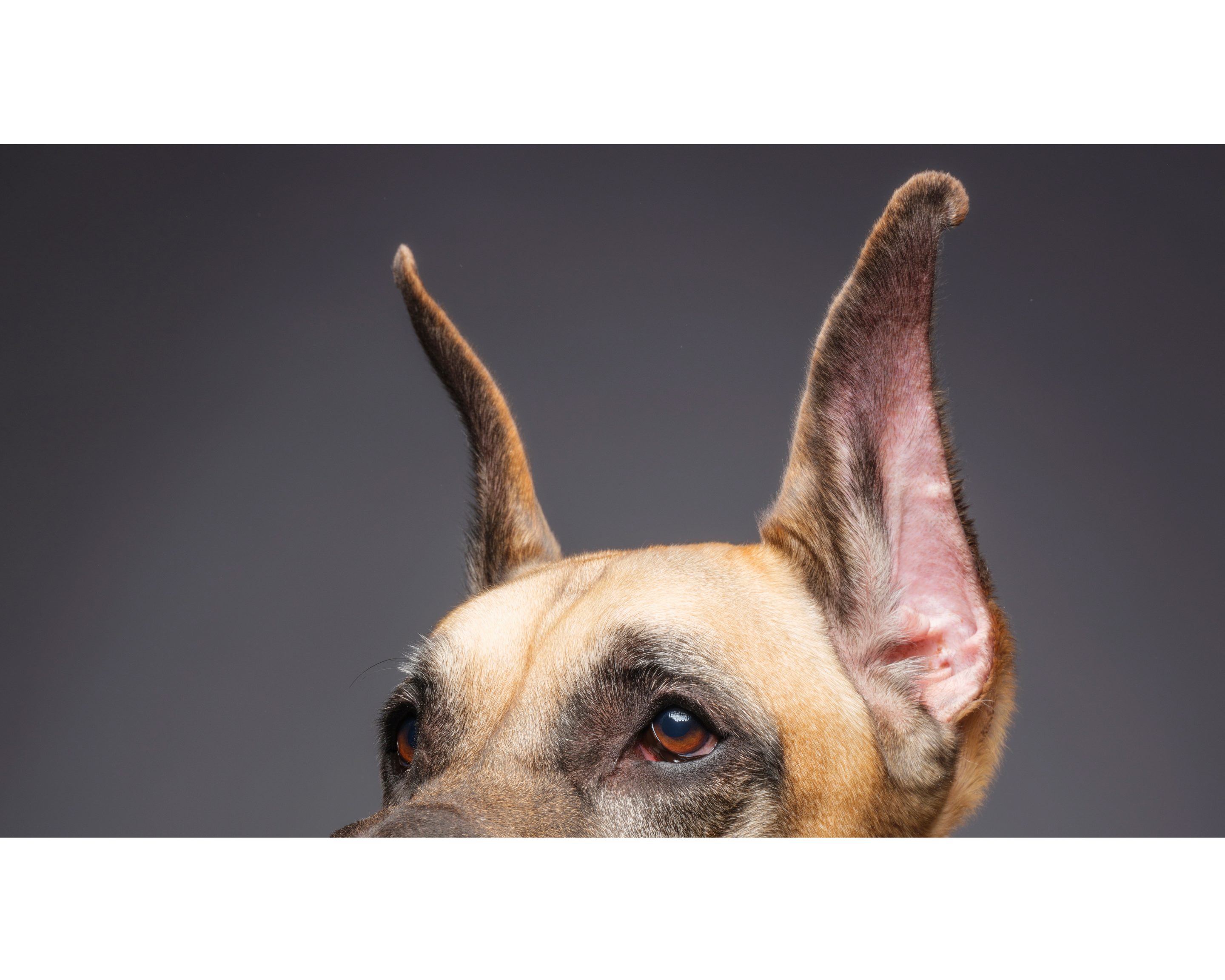 Understanding Ear Cropping: History, Procedure, and Perspectives