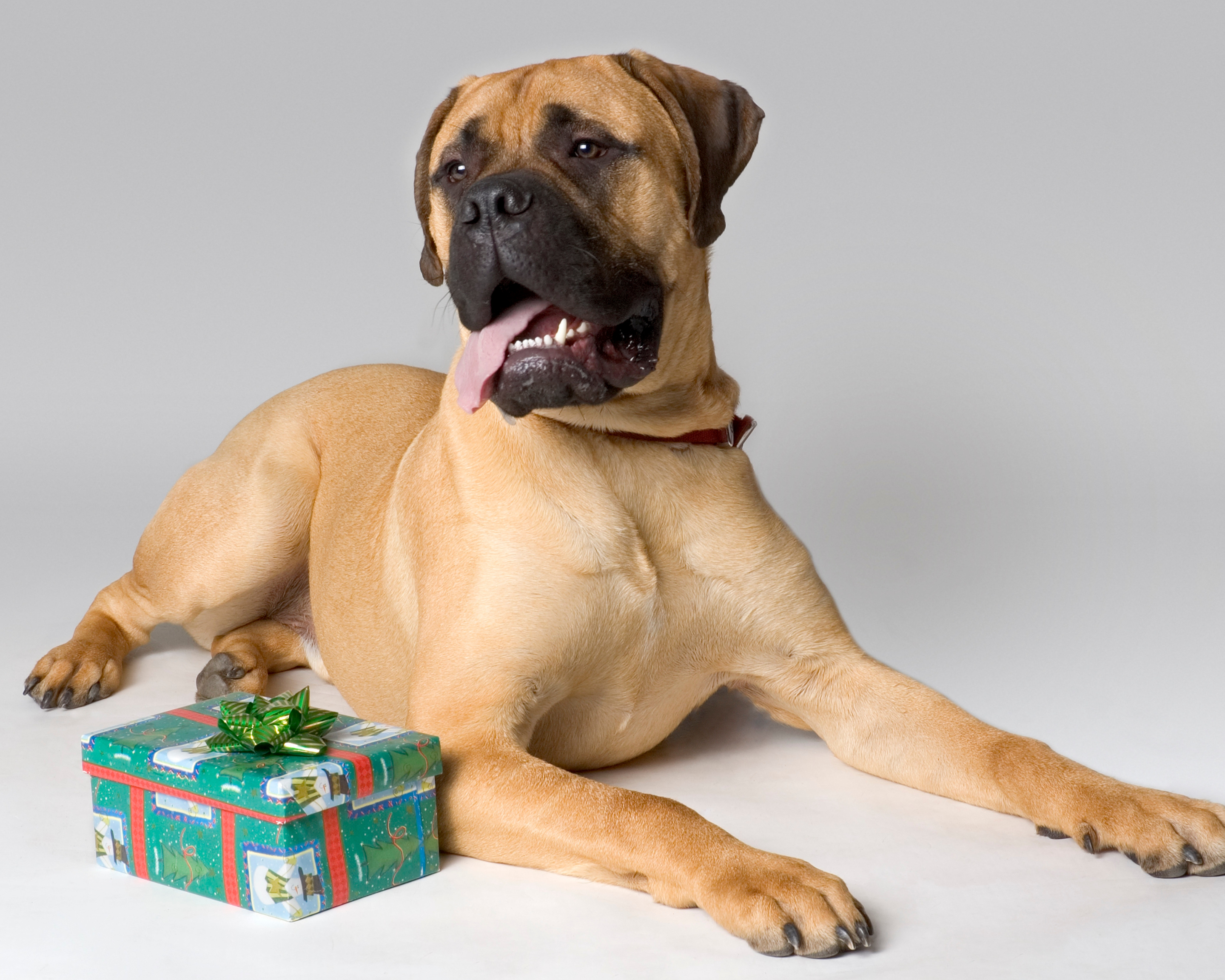 What Your Dog Actually Needs This Christmas (It’s Not Another Toy)