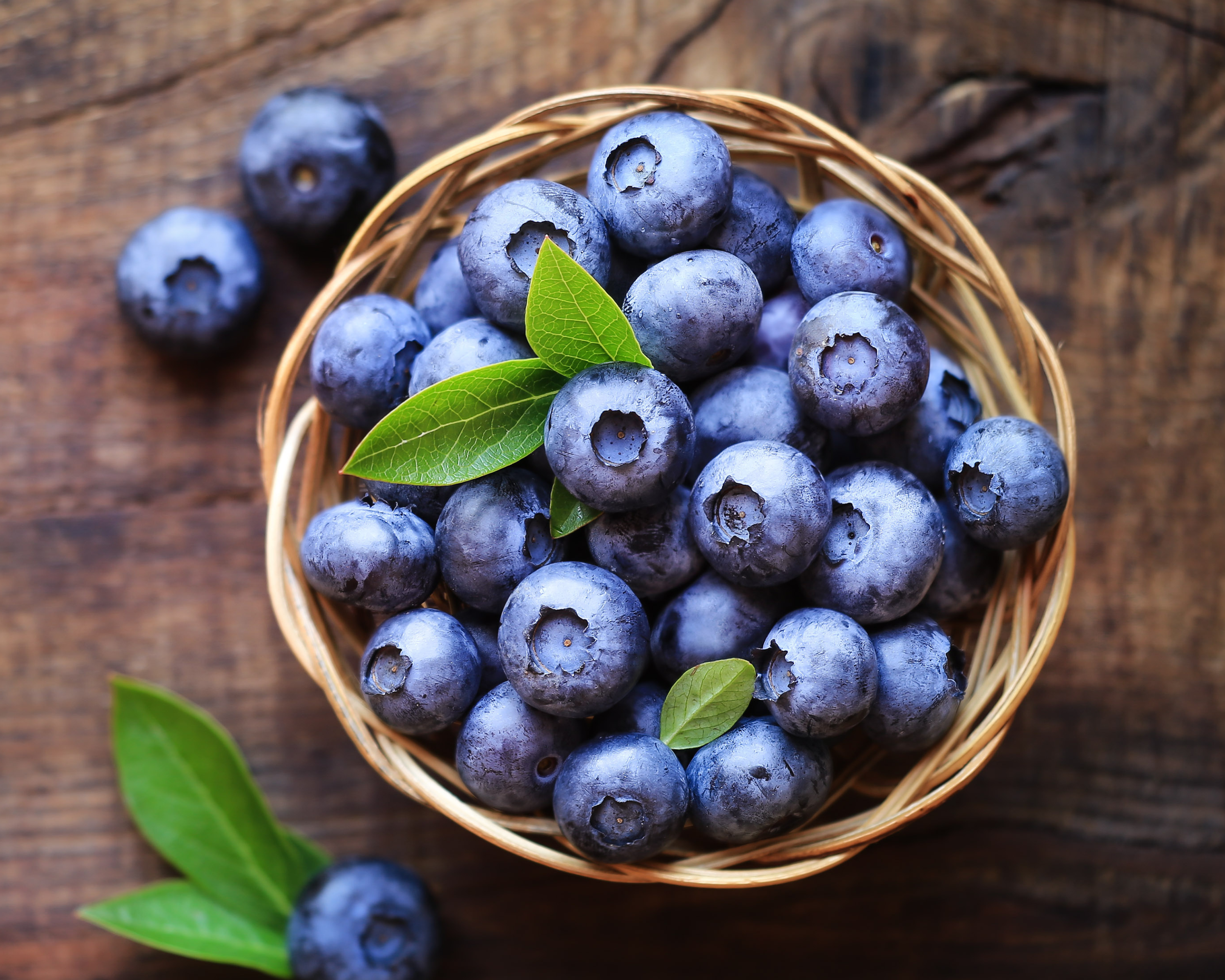 Blueberries for Dogs: The Antioxidant Superfood That Promotes Longevity and Health