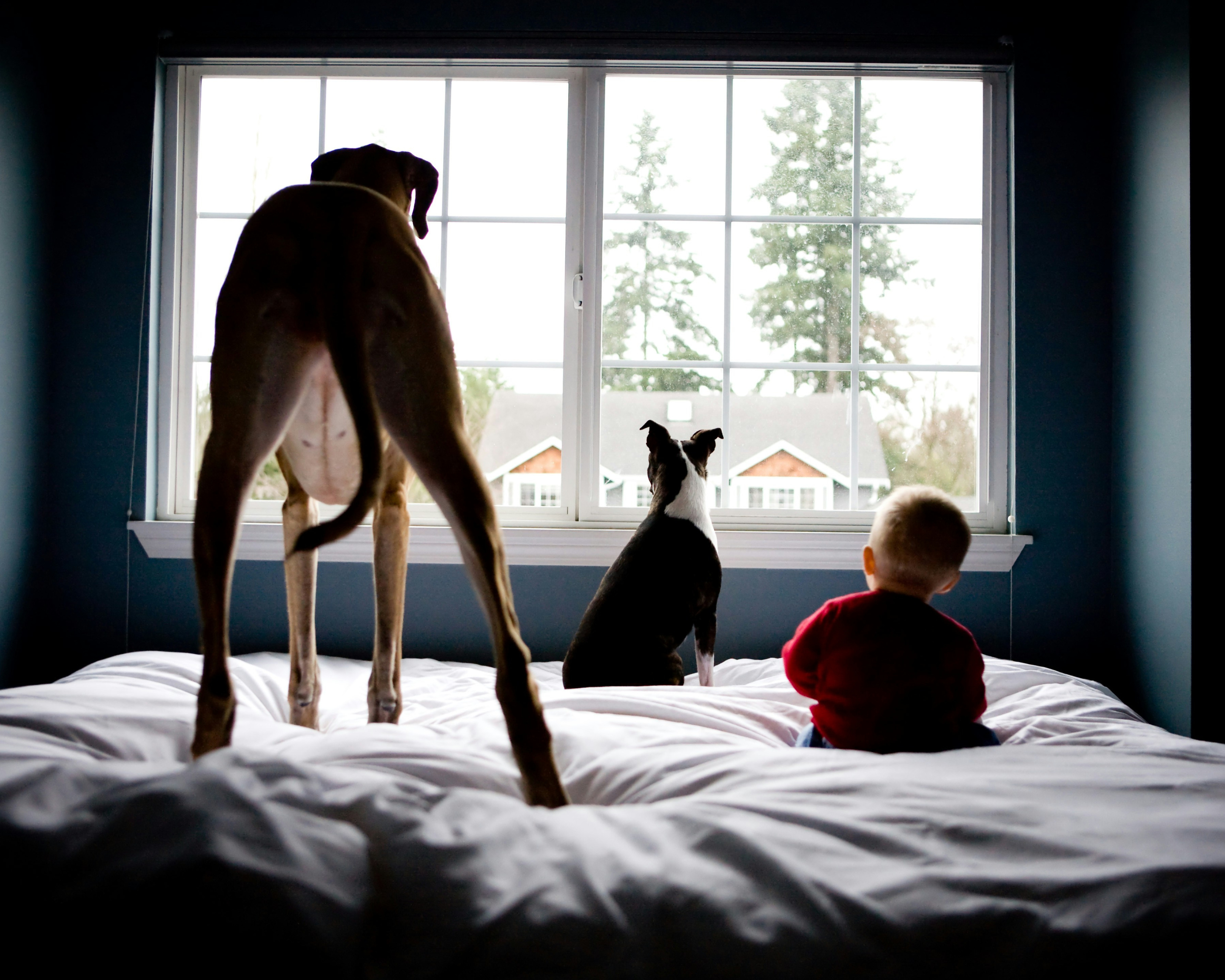 Is Your Dog Breathing in Cancer-Causing Chemicals? The Hidden Danger of Benzene in the Home