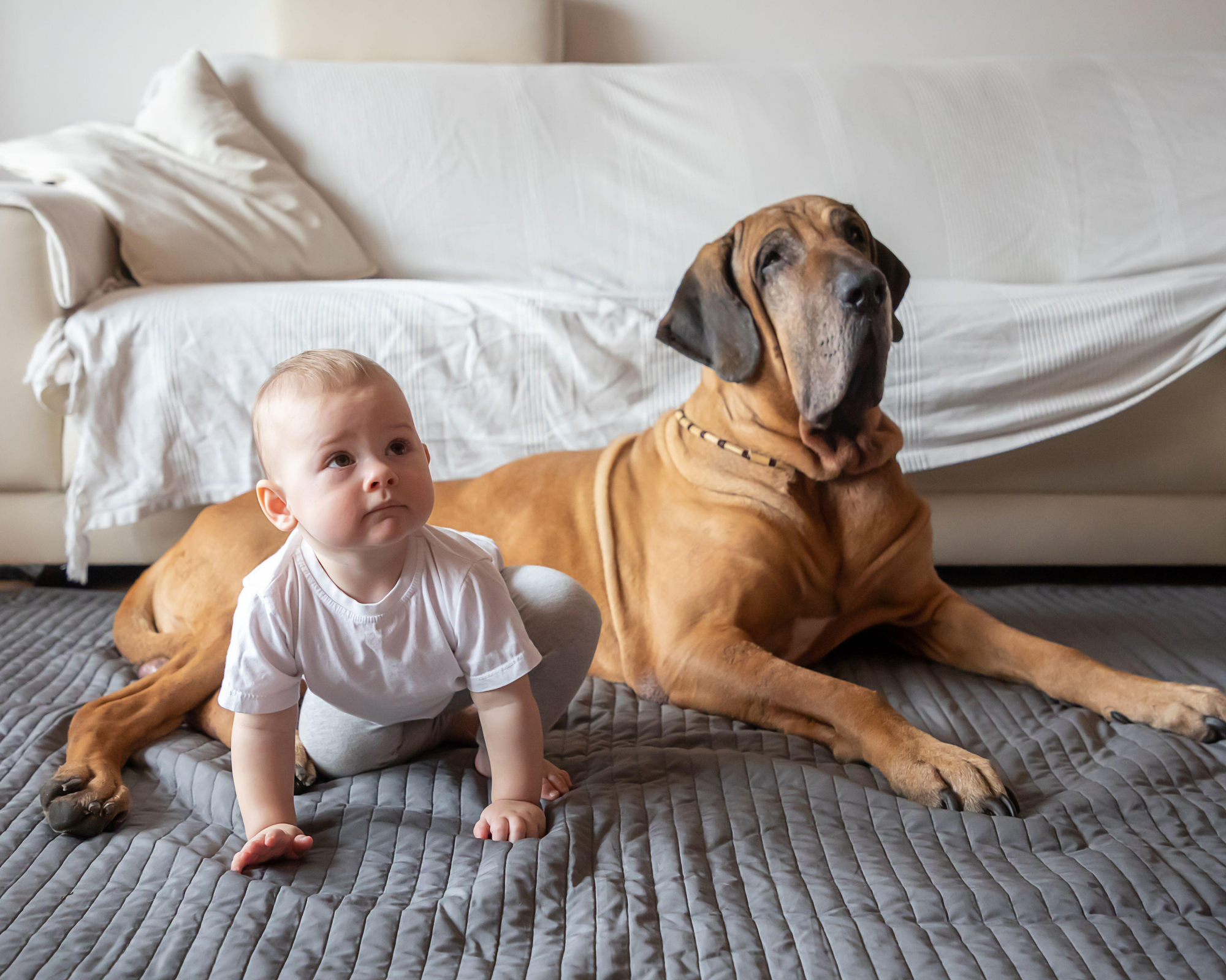 How to Tell If Your Dog Needs Space: Body Language Every Owner Should Know