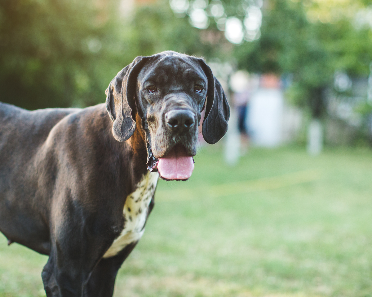A Dog Limps When One Leg Hurts. What About When Both Do?