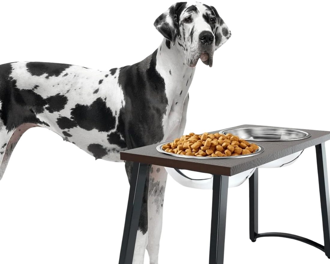 Why Raised Feeders Are Essential for Giant Breed Dogs