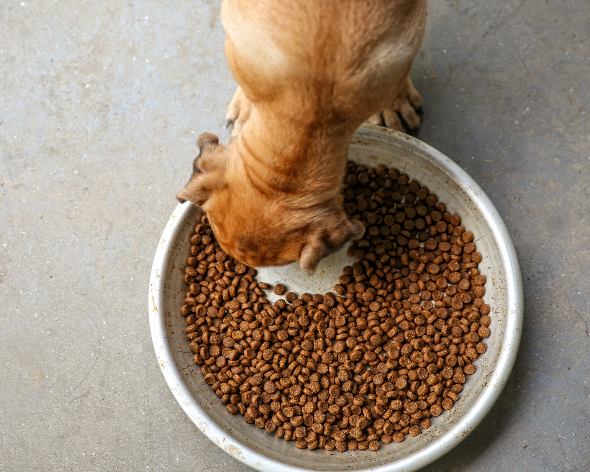 Fueling Your Gentle Giant: A Guide to a Healthy Diet for Giant Breed Dogs