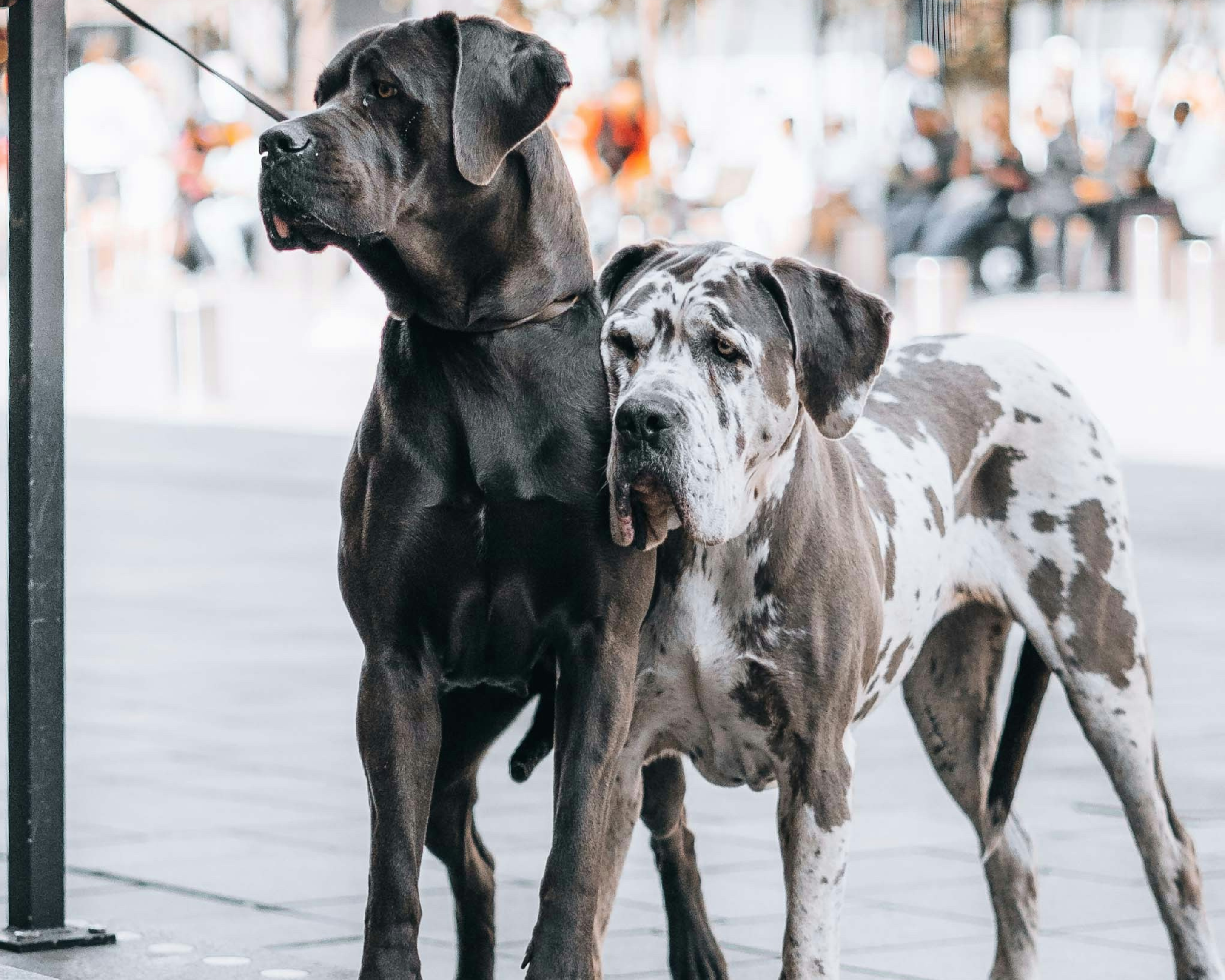 How to Advocate for Your Dog in Public Spaces