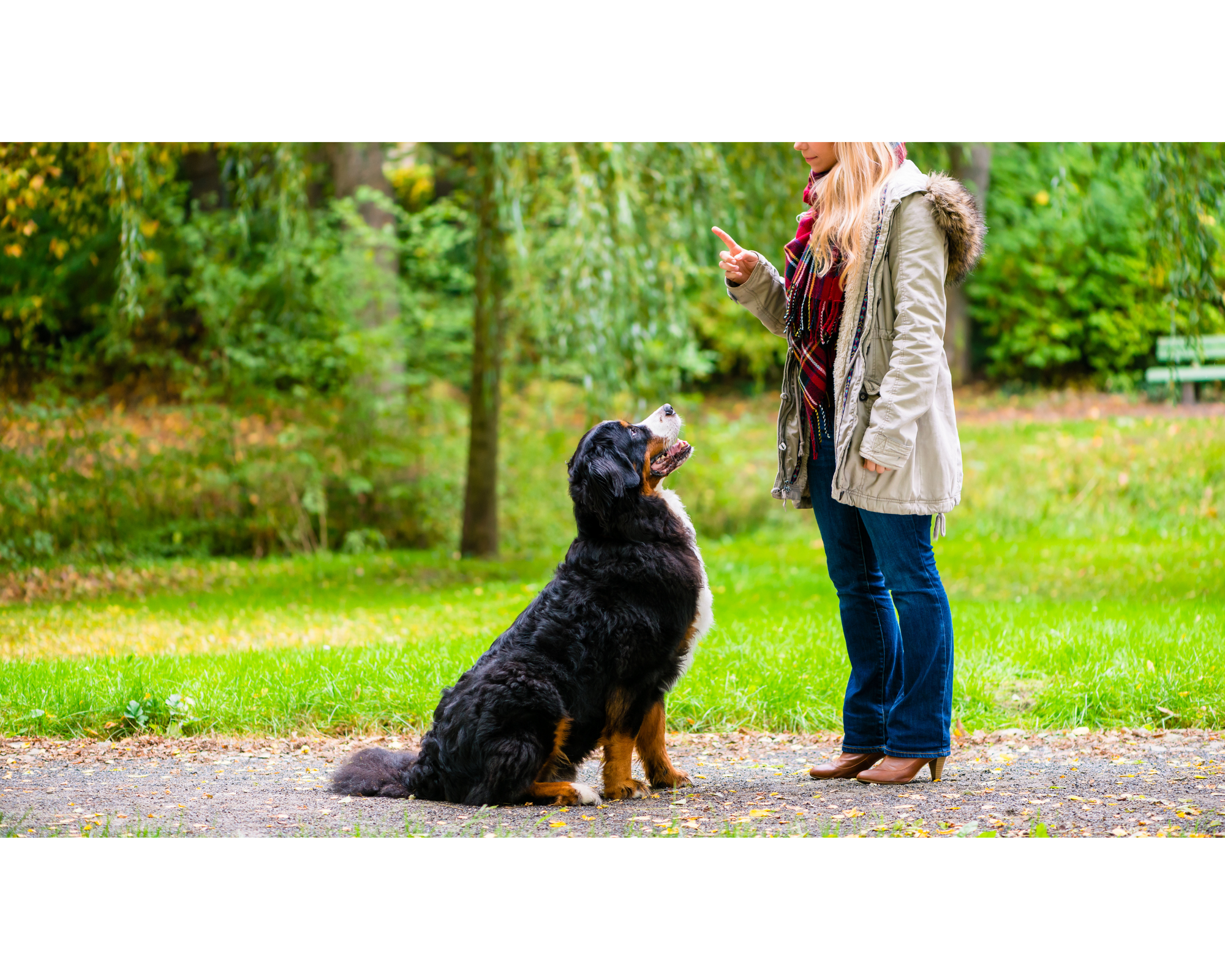 The Must-Train Commands for Giant Breeds: Essential Skills for a Well-Mannered Big Dog