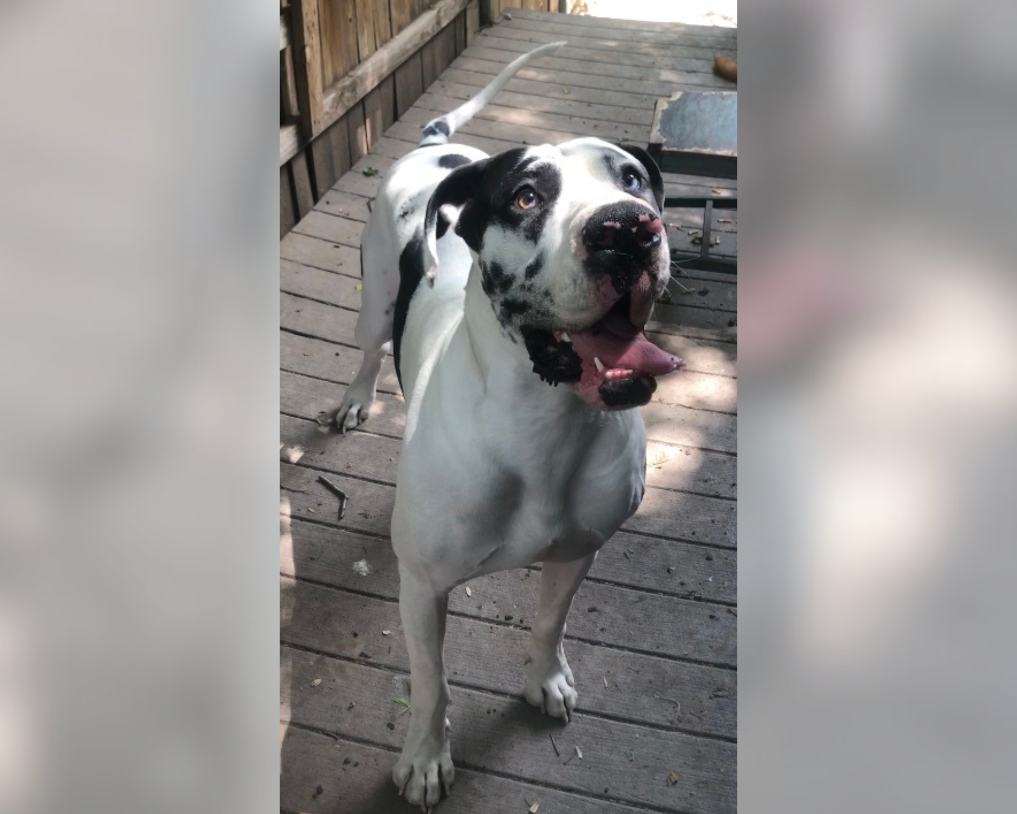 Todd’s Comeback: How One Great Dane Beat Joint Issues And Got His Zoomies Back