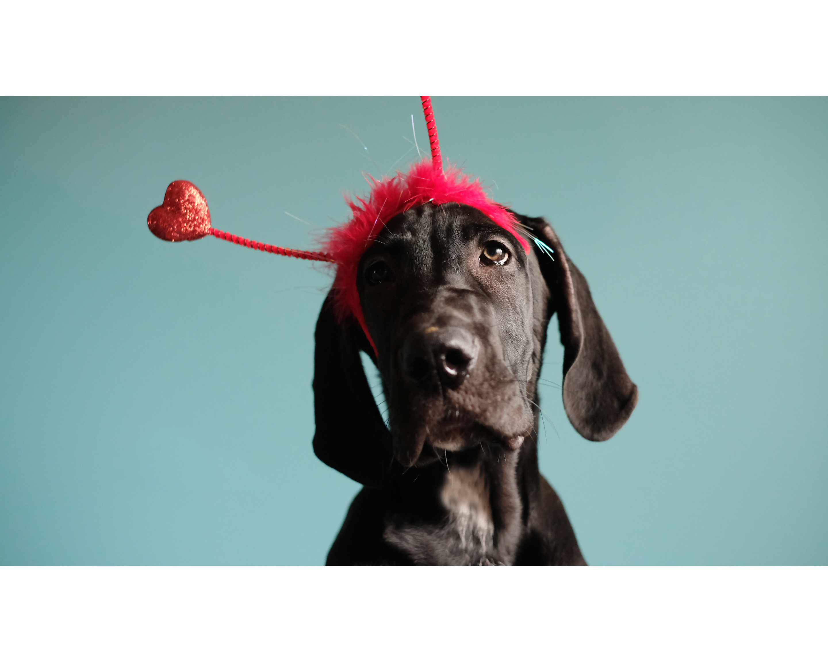 How to Show Your Big Dog Love This Valentine’s Day (Without Chocolate!)