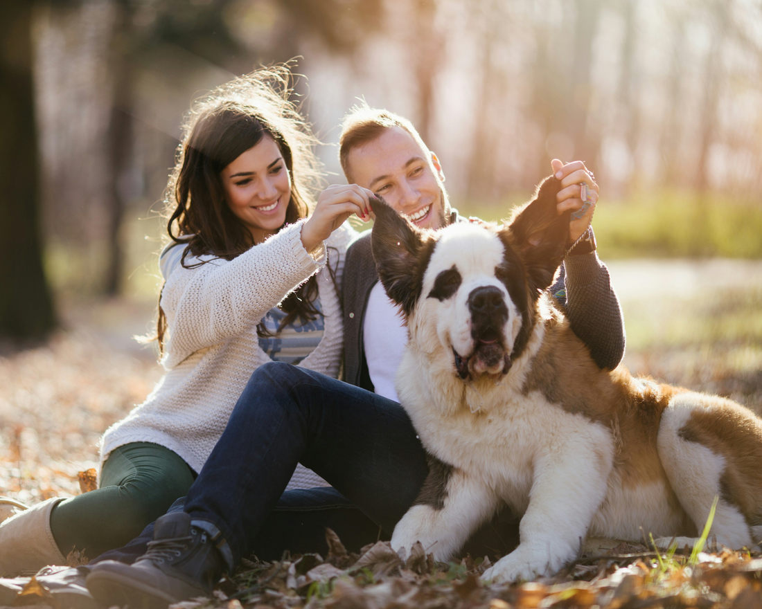 So You Got a Big Dog, Now What? A Giant Breed Owner’s Guide