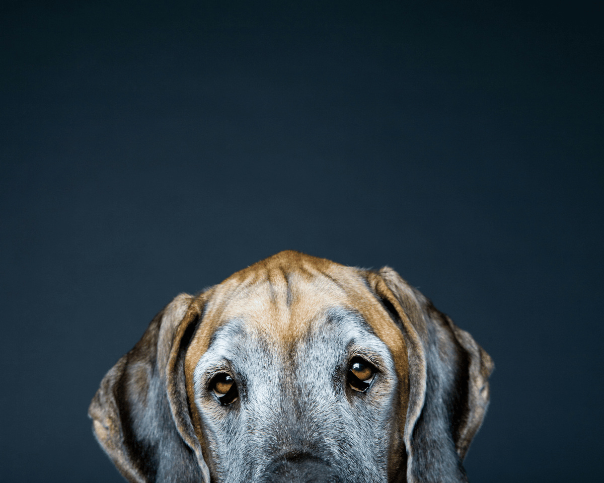 Your Big Dog Is a Senior Sooner Than You Think