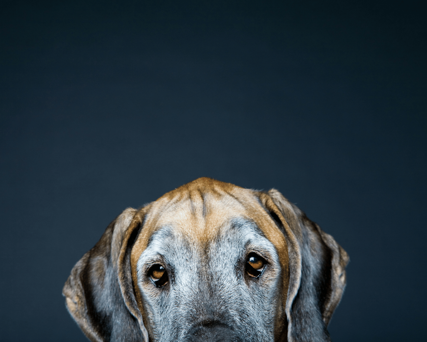 Your Big Dog Is a Senior Sooner Than You Think
