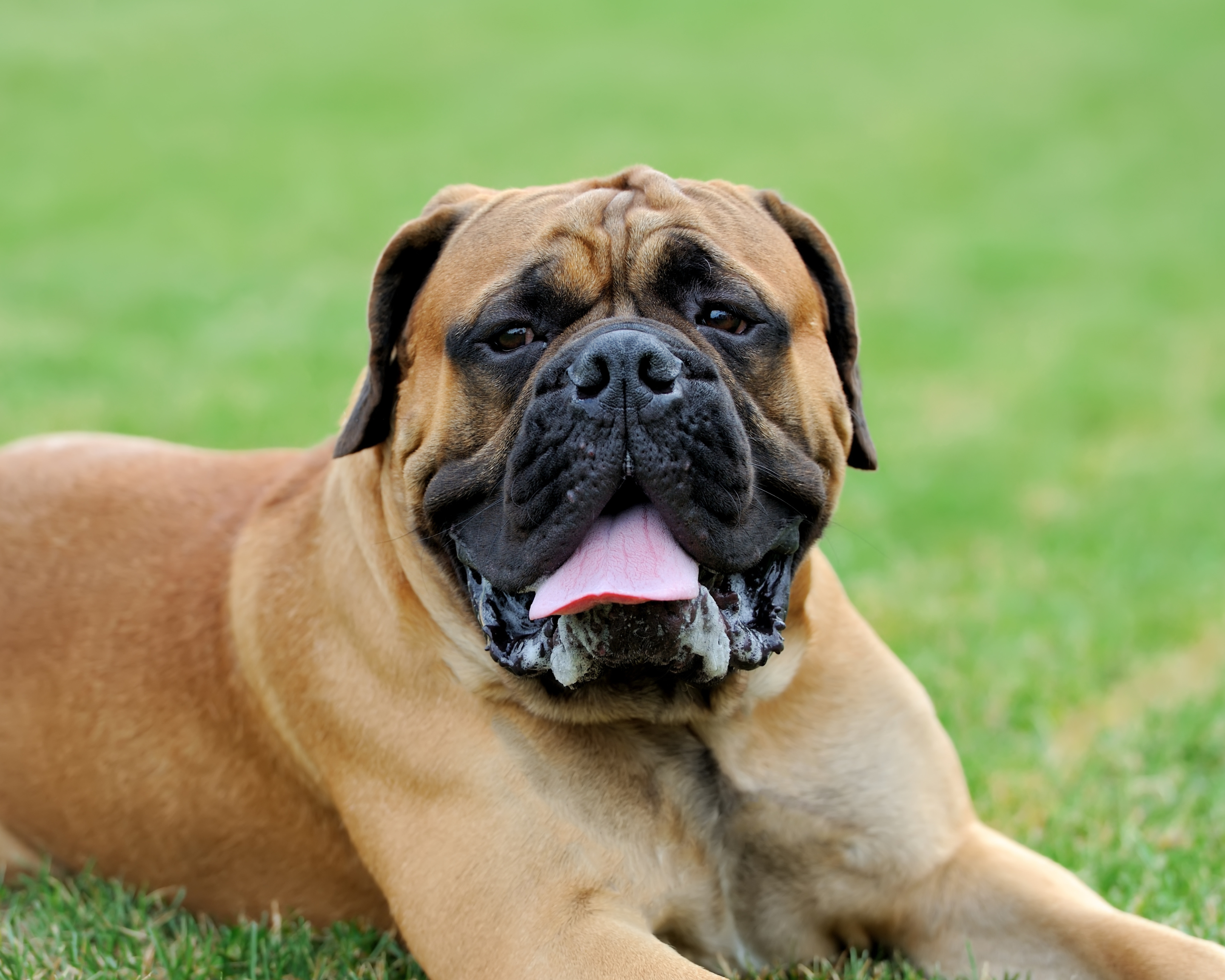 Your Yard Could Be Increasing Your Dog’s Risk of Cancer