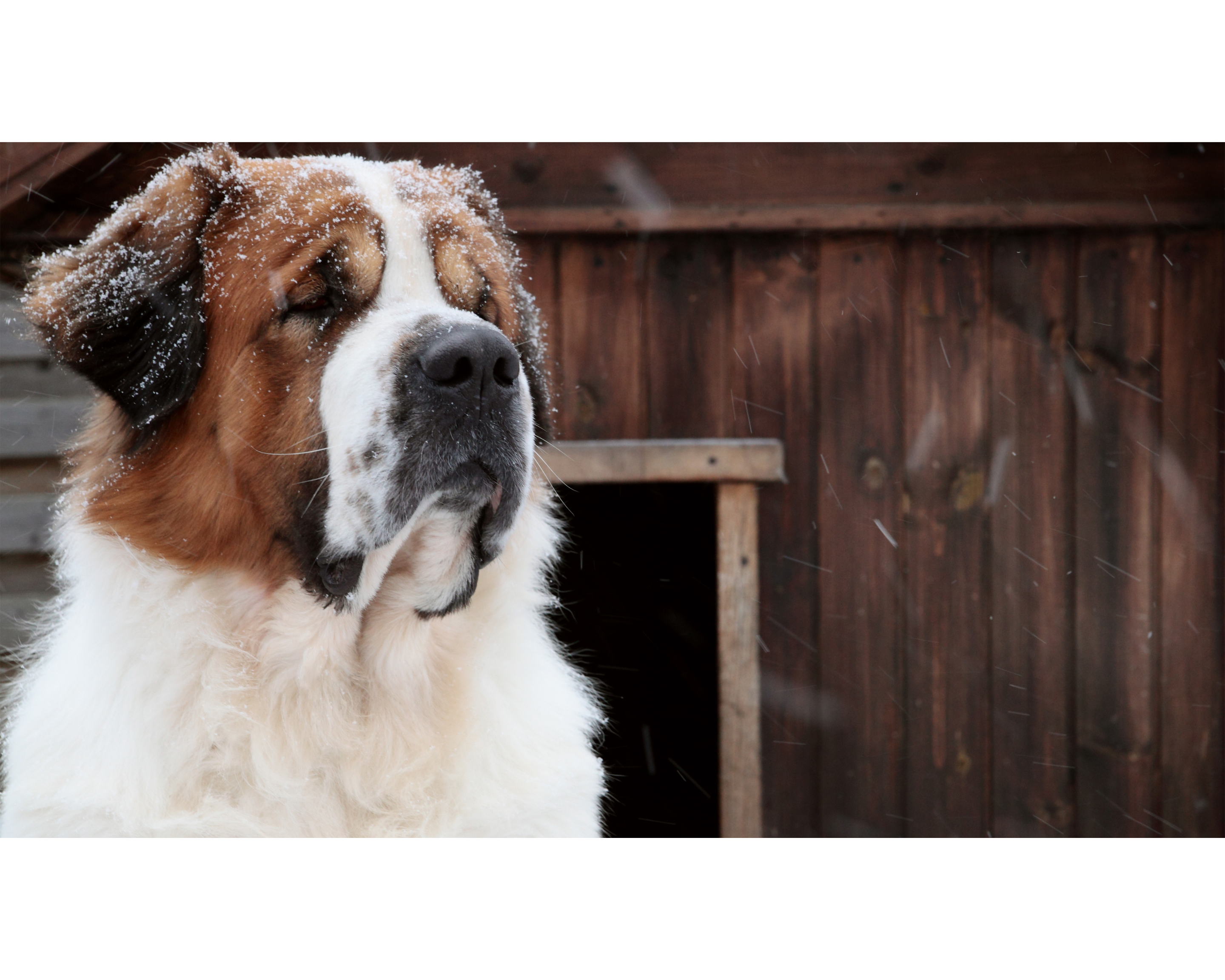 Born for the Cold: Why Saint Bernards Thrive in Winter Weather