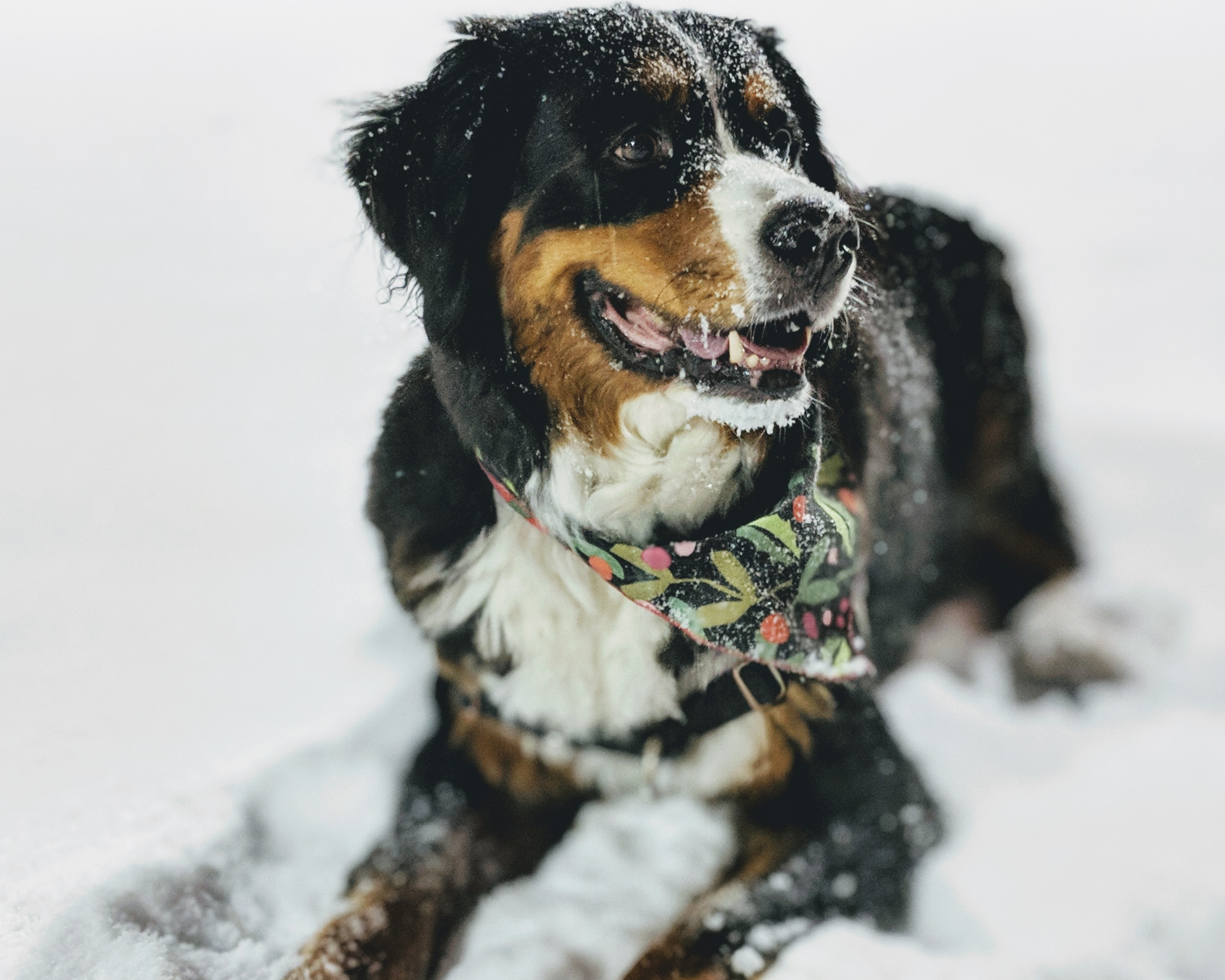 Navigating Winter with Your Dog: Essential Cold-Weather Safety Tips for Big Dog Owners