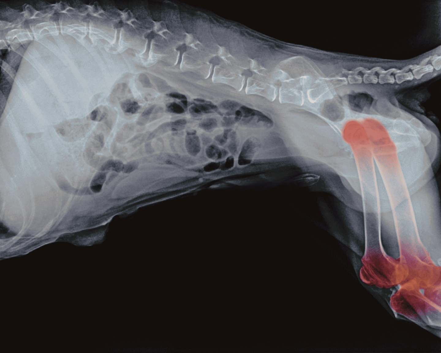 The Inflammation Puzzle in Dogs: How Diet, Joints, and Aging Are All Connected