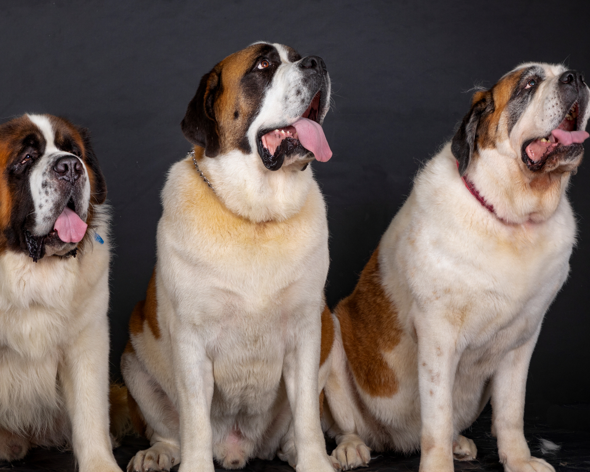 5 Common Myths About Giant Breed Dogs—Busted!