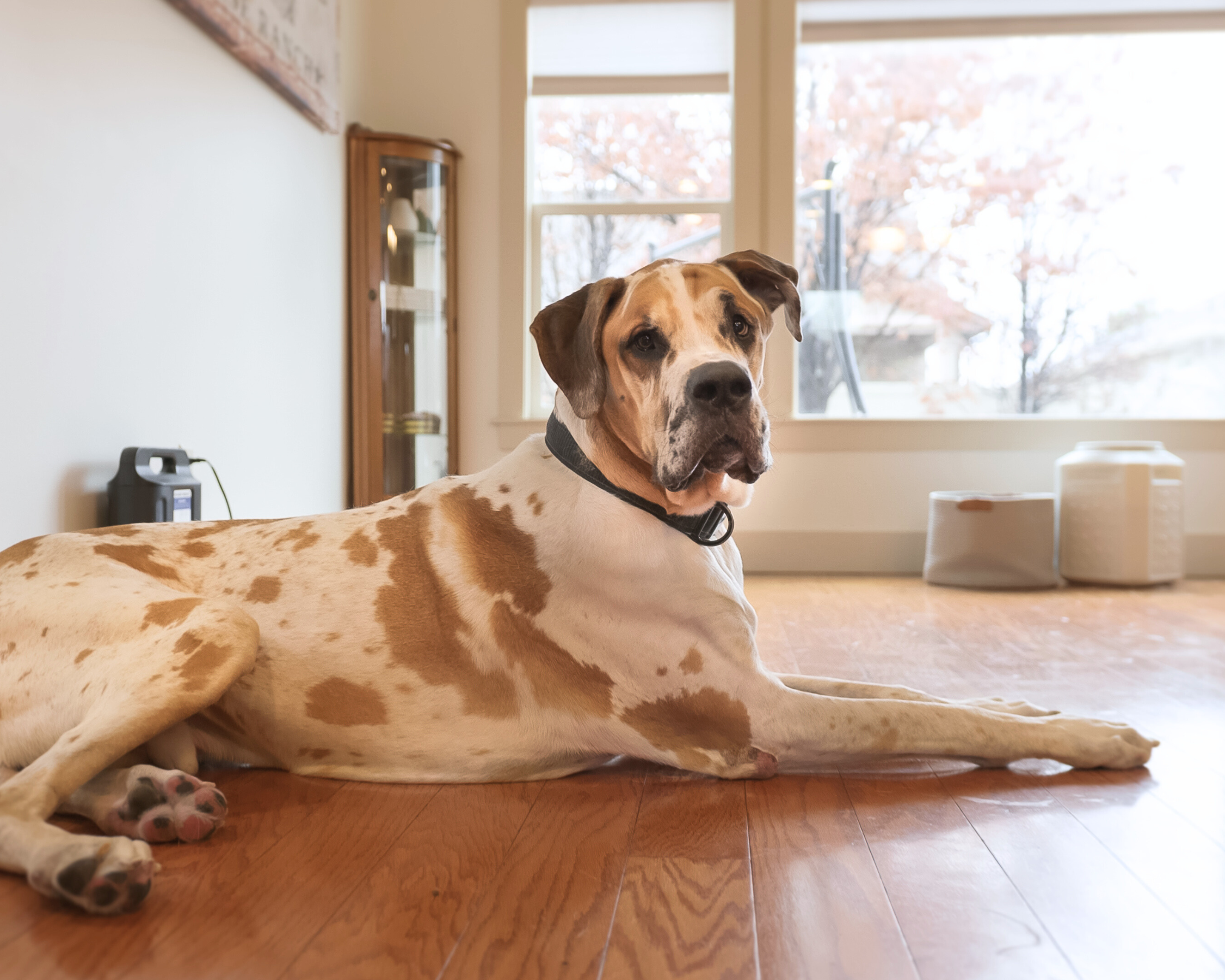 The Hidden Load Inside Our Homes: What Dog Owners Should Know About Indoor Toxins
