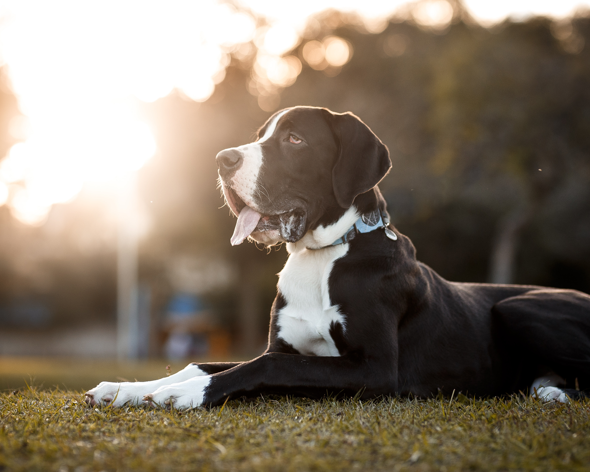 Should You Get a Gastropexy for Your Great Dane?