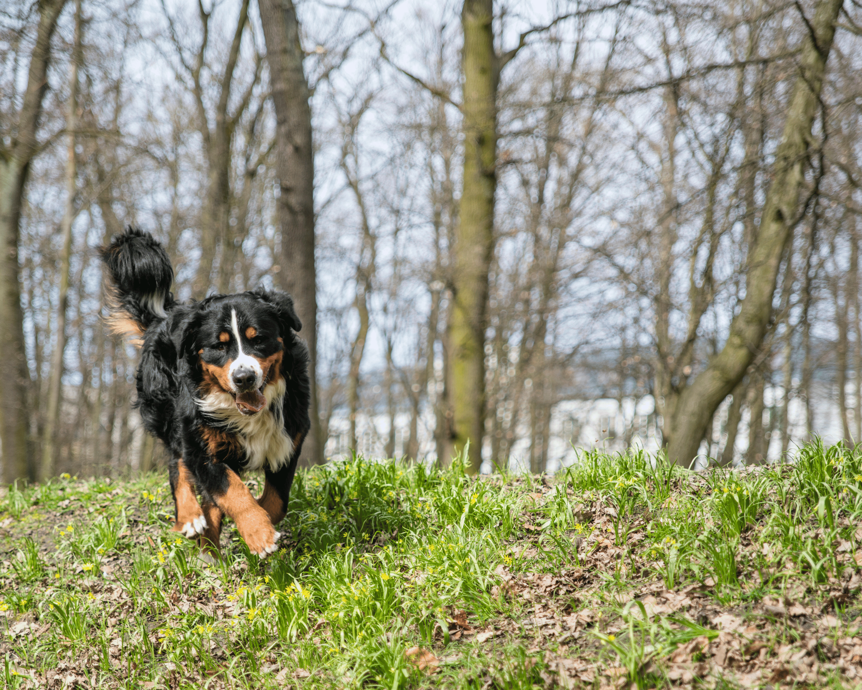 What a 14-Year Study Says About Dogs, Weight, and How Long They Live