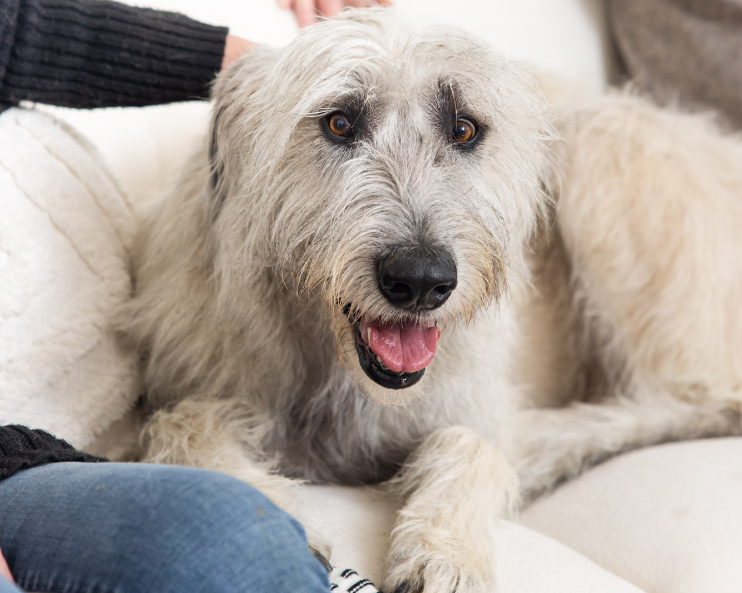 The 7 Pillars That Help Big Dogs Move Better for Longer