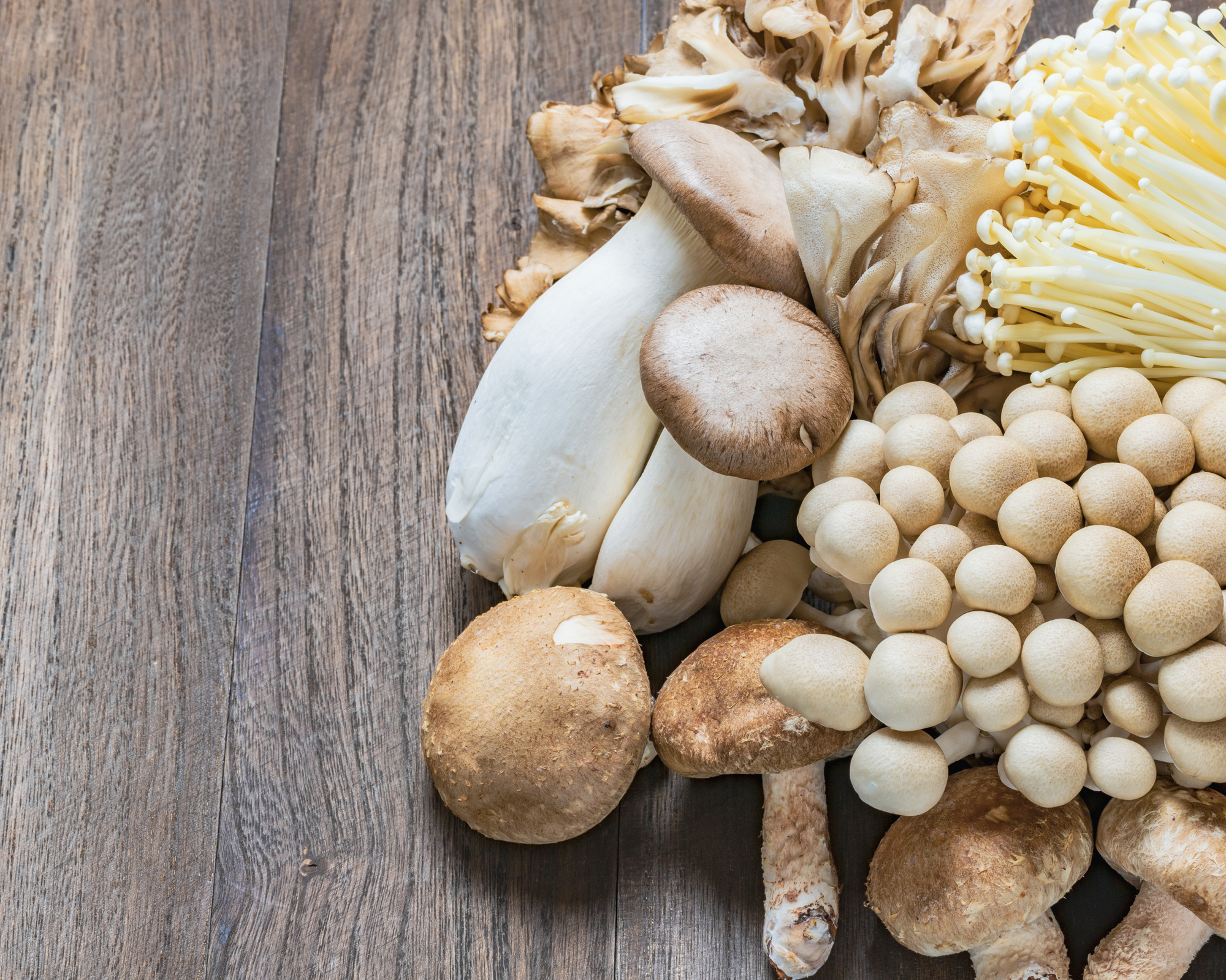 Medicinal Mushrooms for Dogs: Do They Actually Work?