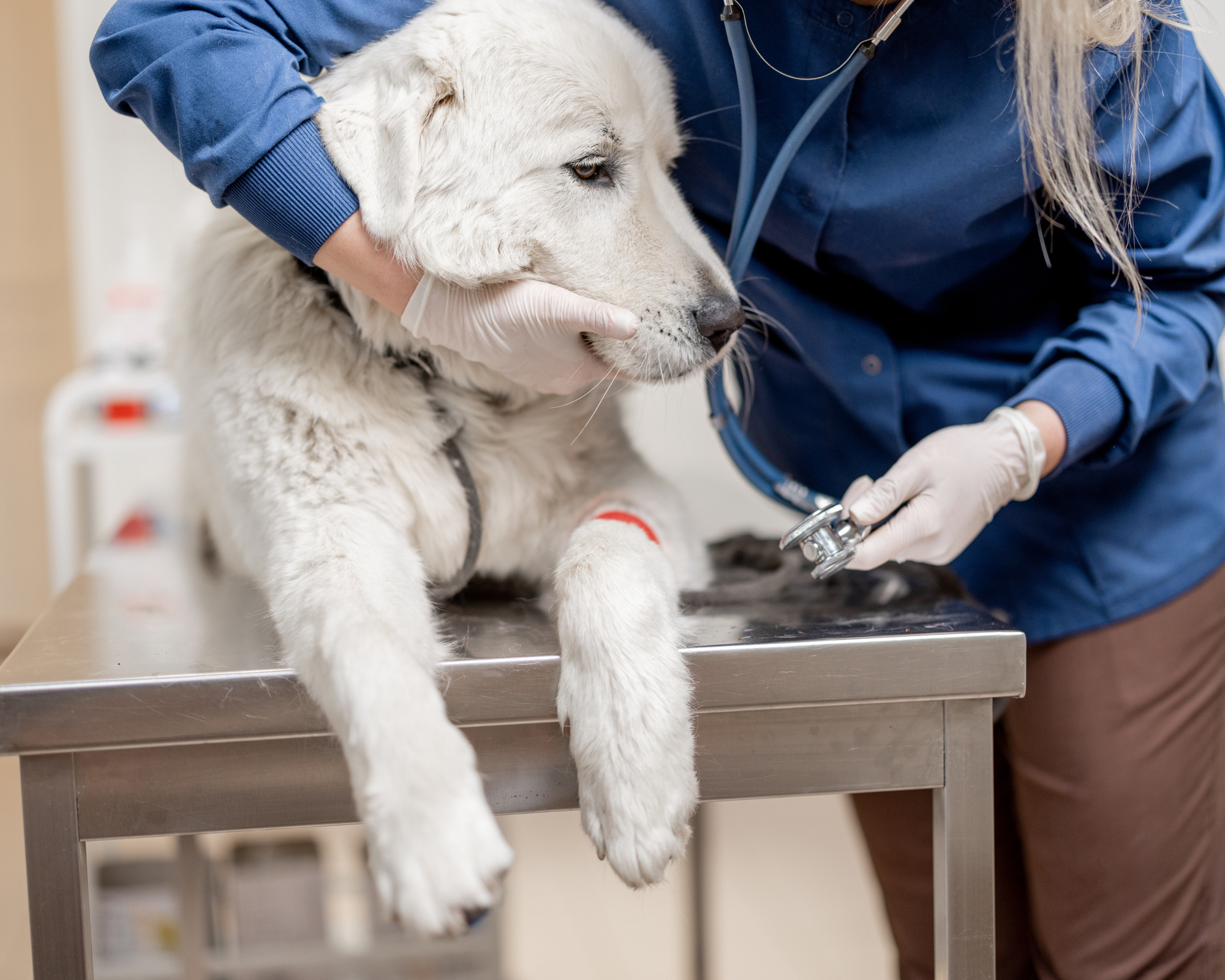 The Hidden Household Dangers Most Dog Owners Don’t Think About