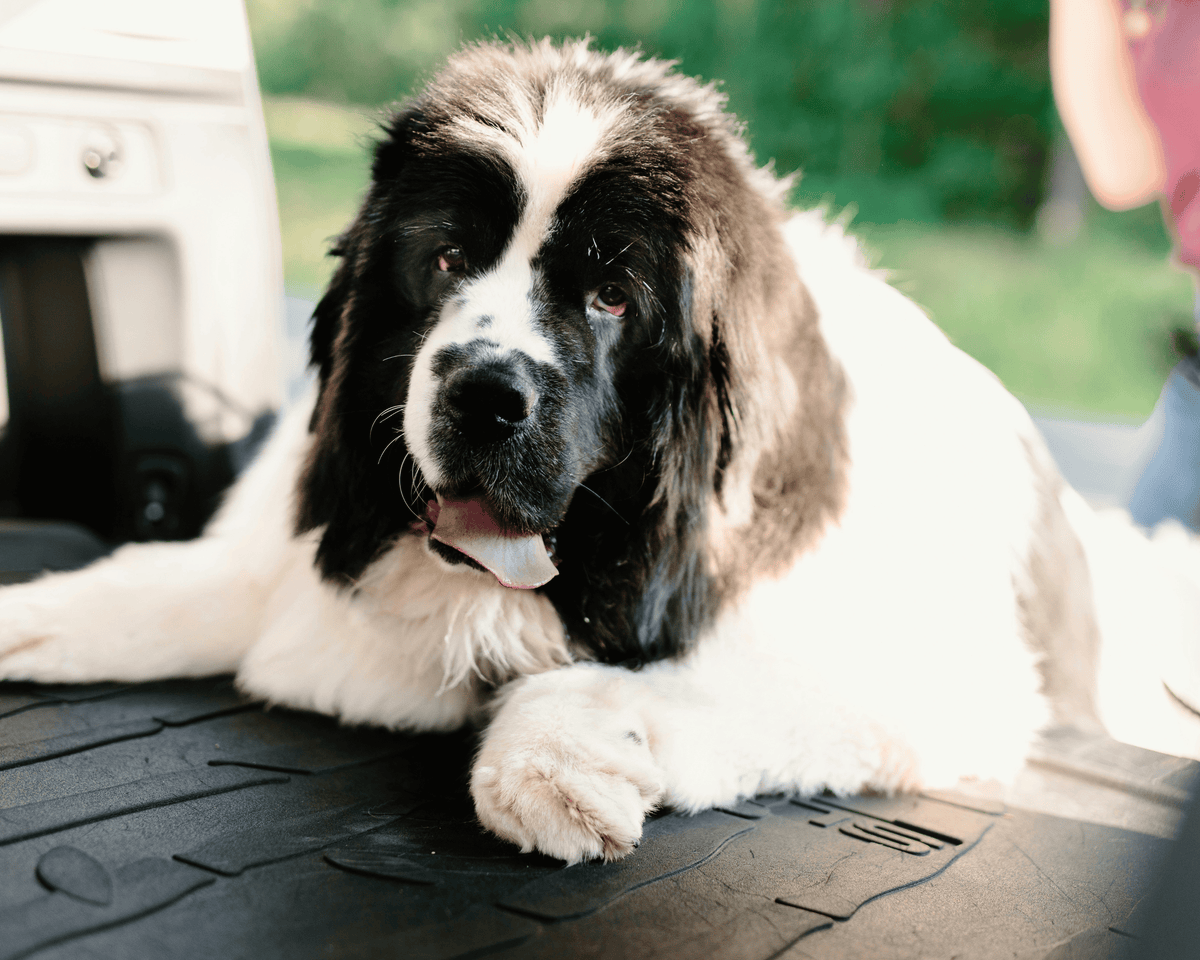 Your Dog Can Lose Muscle Without Losing a Pound