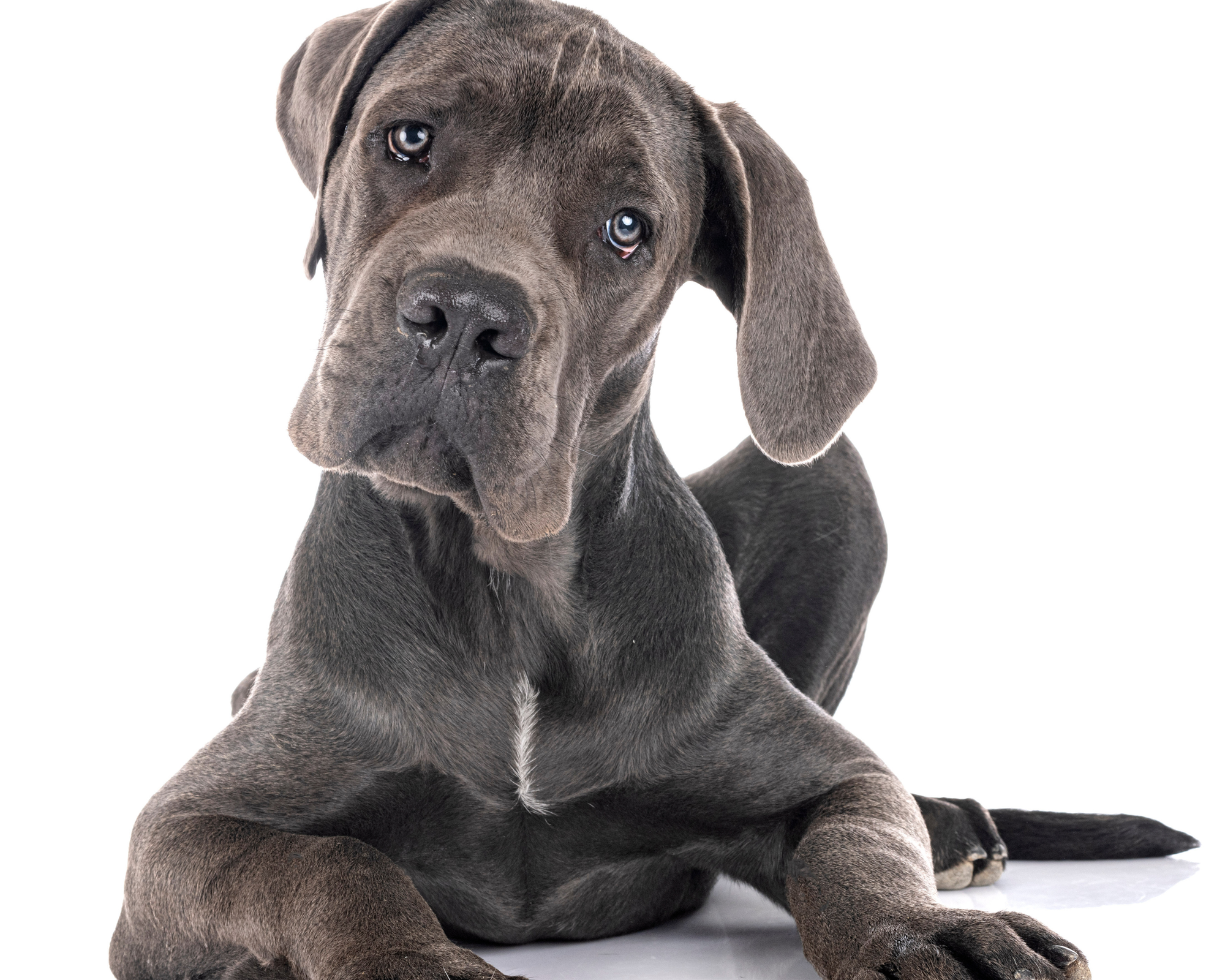 Spay and Neuter Timing for Giant Breeds: Why the Conversation Is Changing