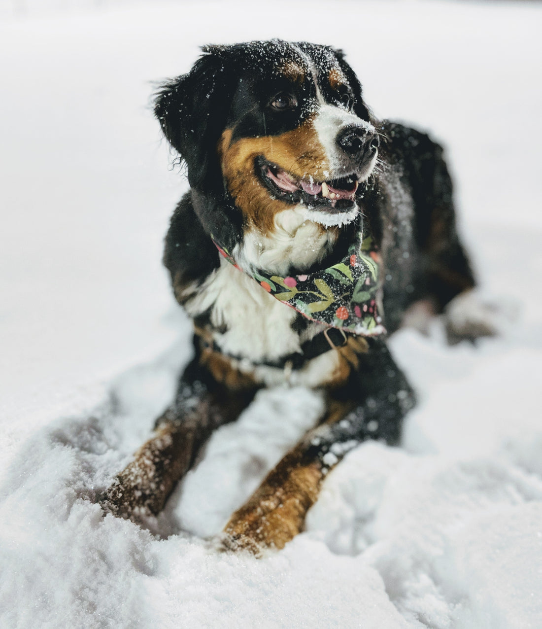 Navigating Winter with Furry Friends: Essential Considerations for Dog Owners