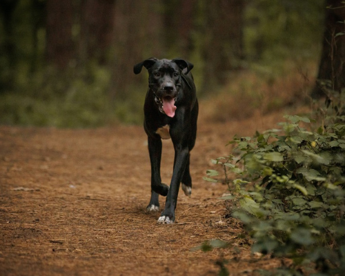 A giant breed dog moving over gentle, uneven ground outdoors