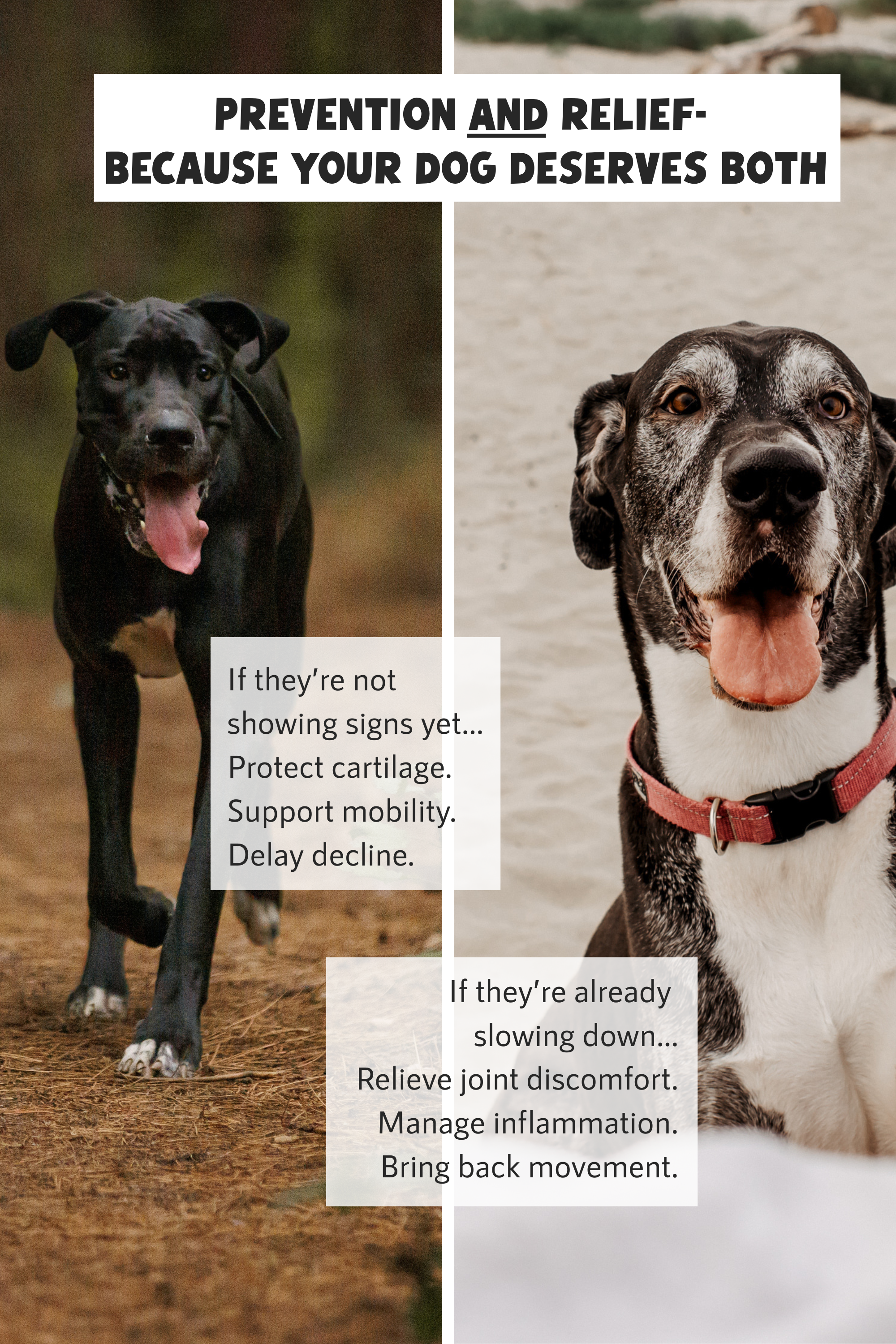 Giant Breed Hip & Joint Gravy Blend