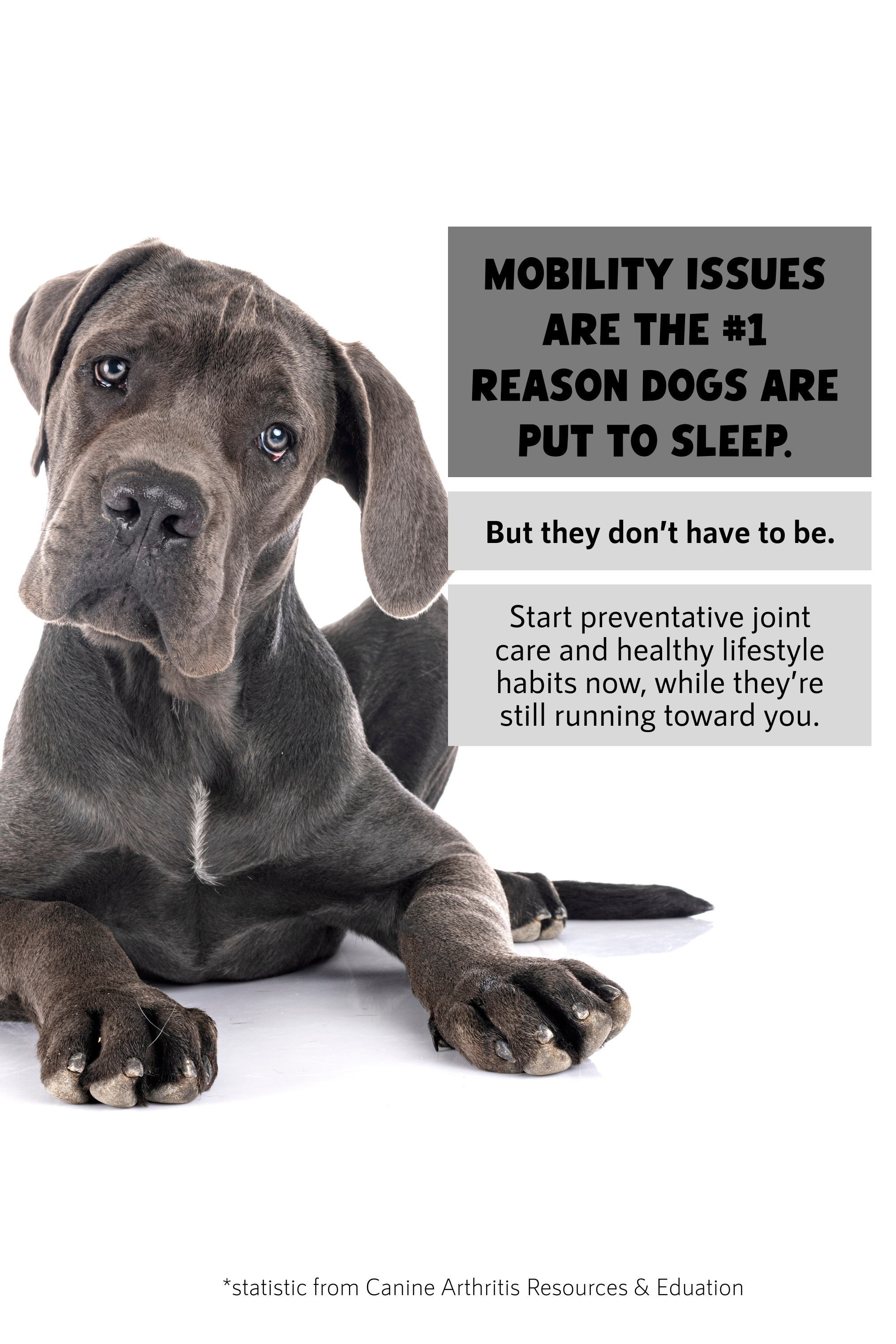 Giant Breed Hip & Joint Gravy Blend