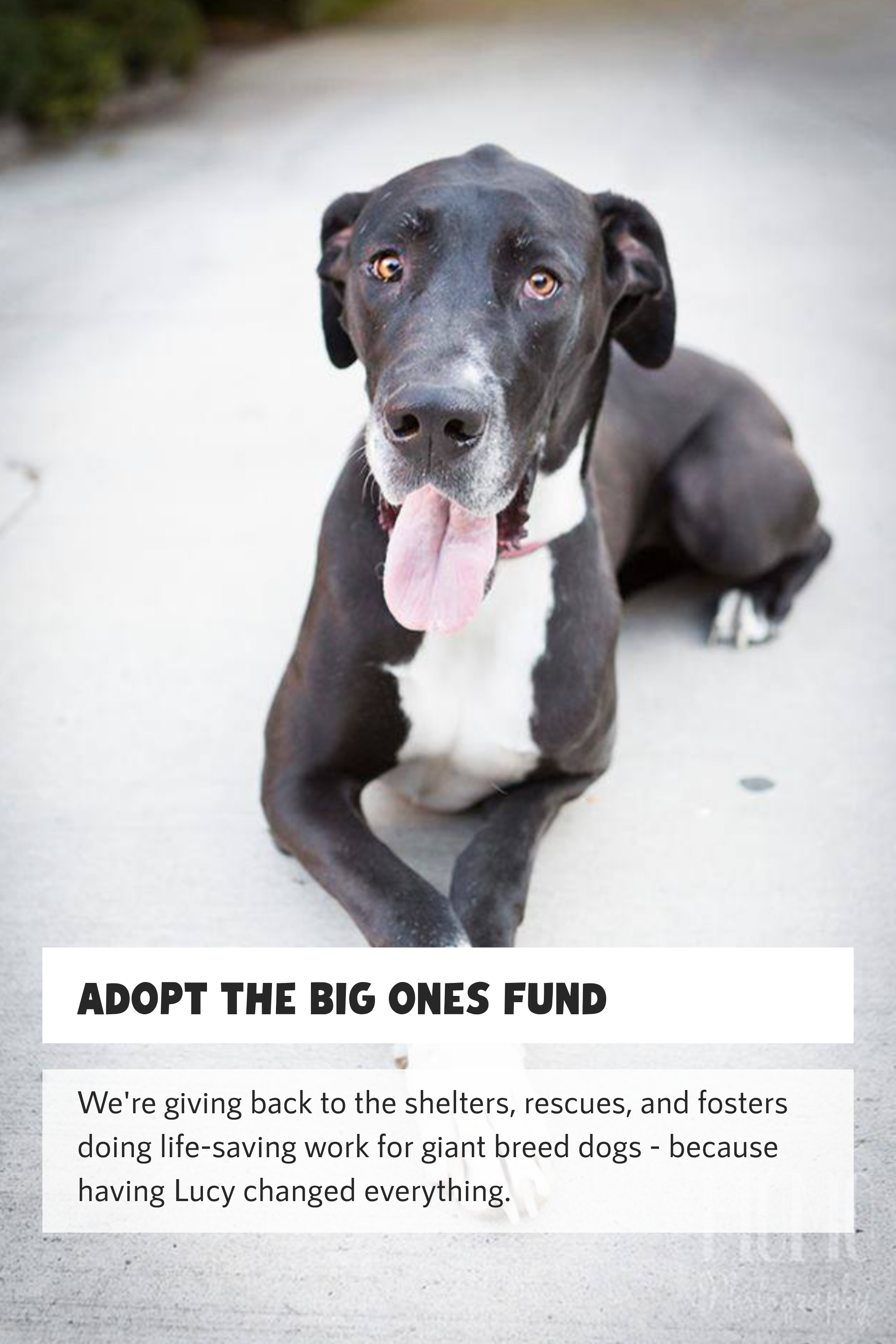 Add a Donation to the #AdoptTheBigOnesFund