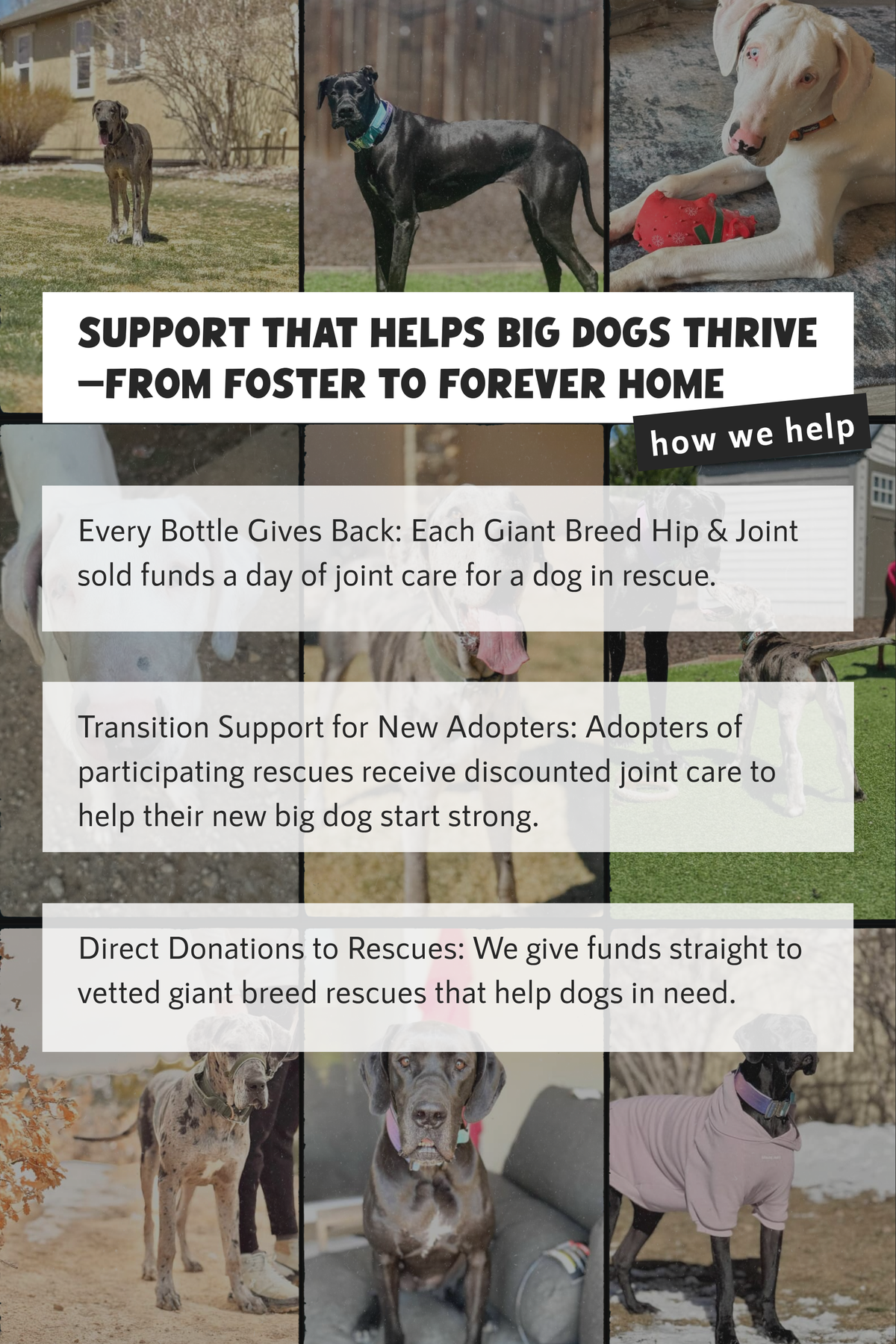 Add a Donation to the #AdoptTheBigOnesFund