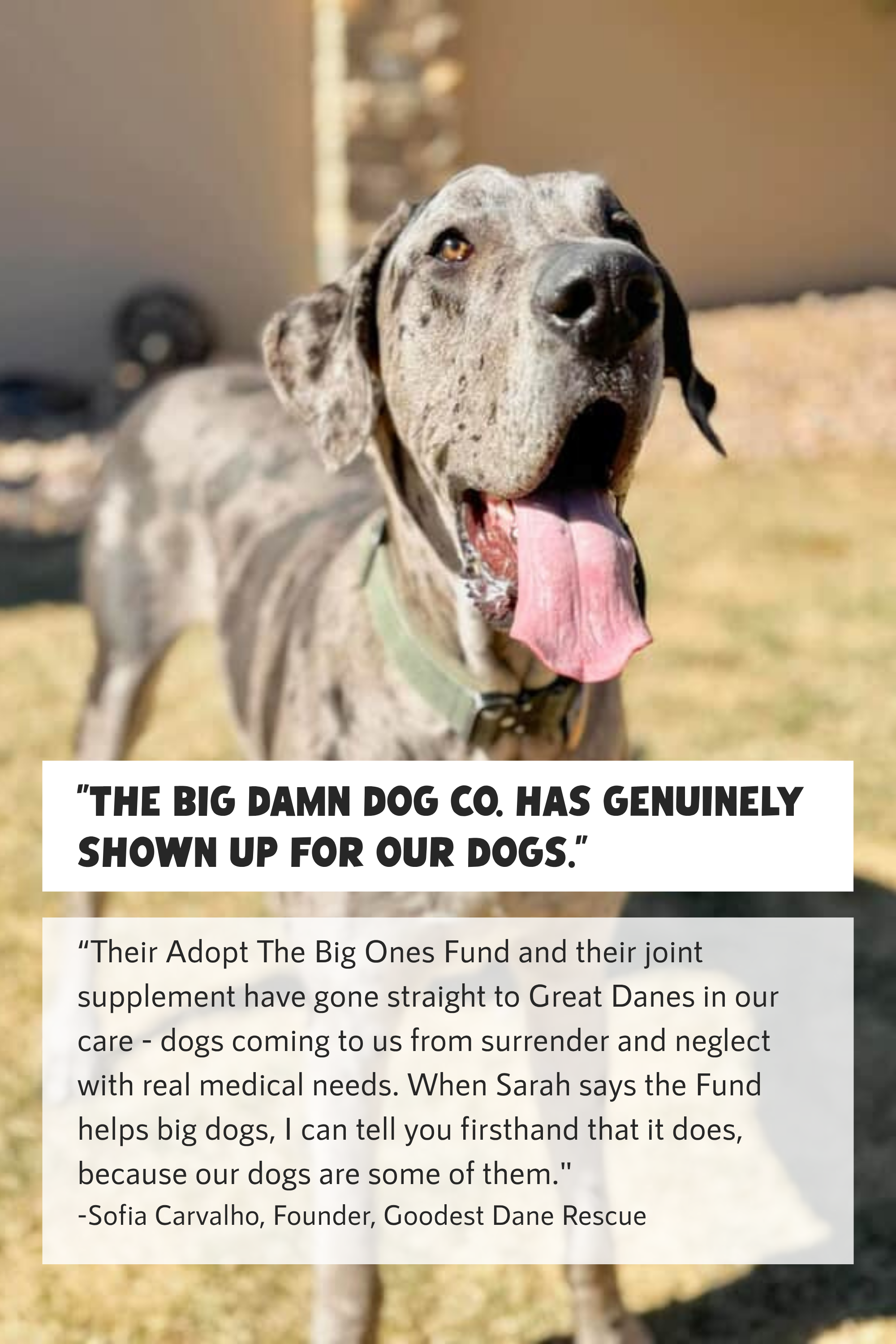 Add a Donation to the #AdoptTheBigOnesFund