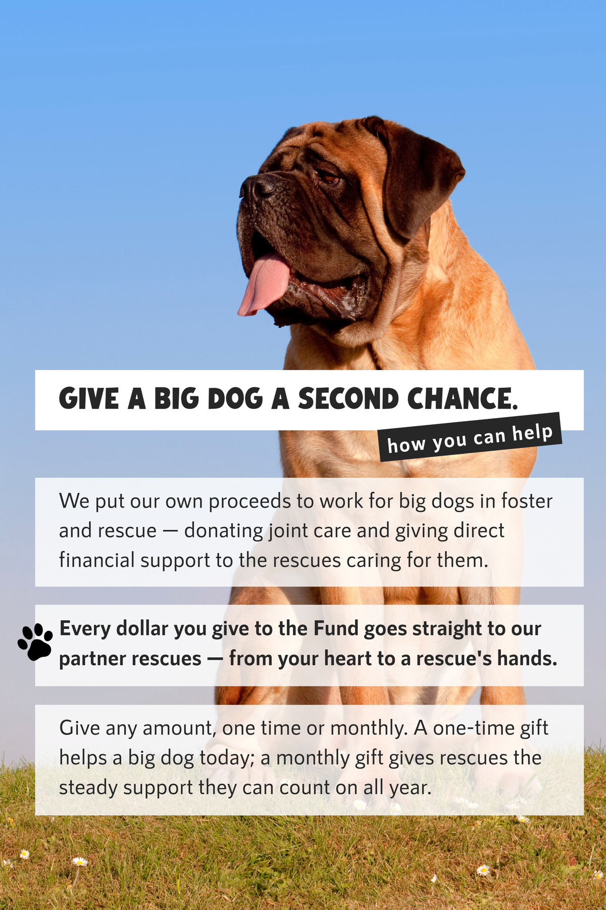 Add a Donation to the #AdoptTheBigOnesFund