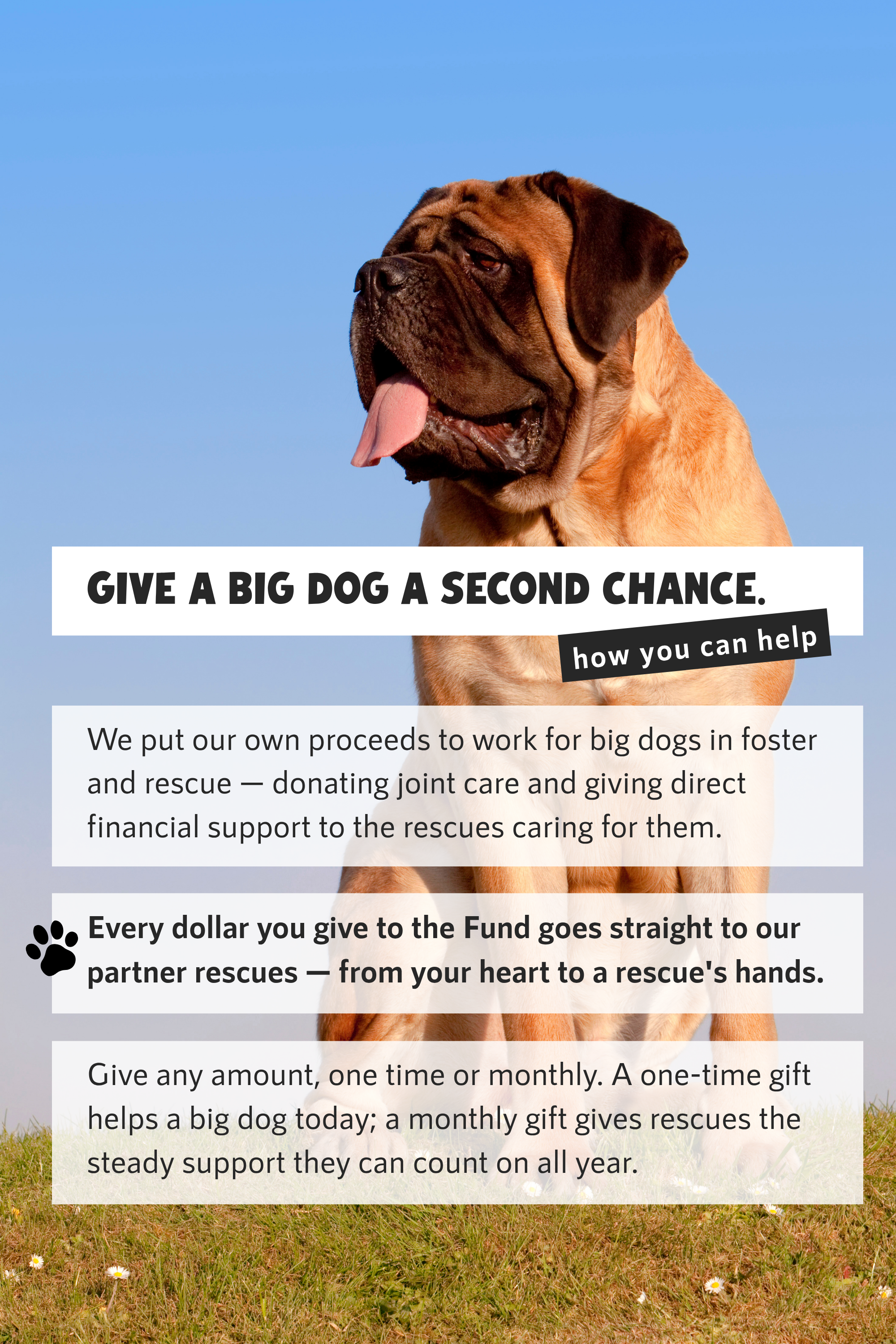Add a Donation to the #AdoptTheBigOnesFund