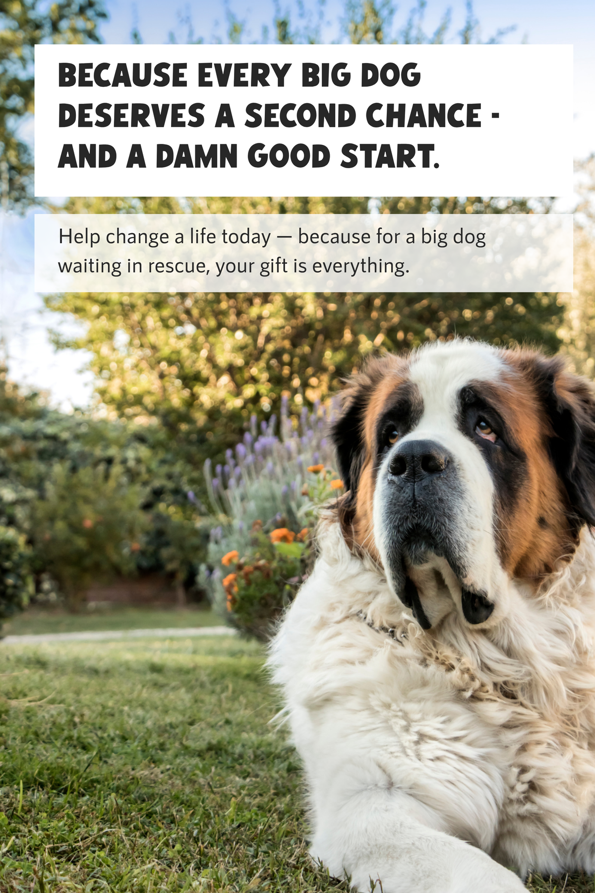 Add a Donation to the #AdoptTheBigOnesFund