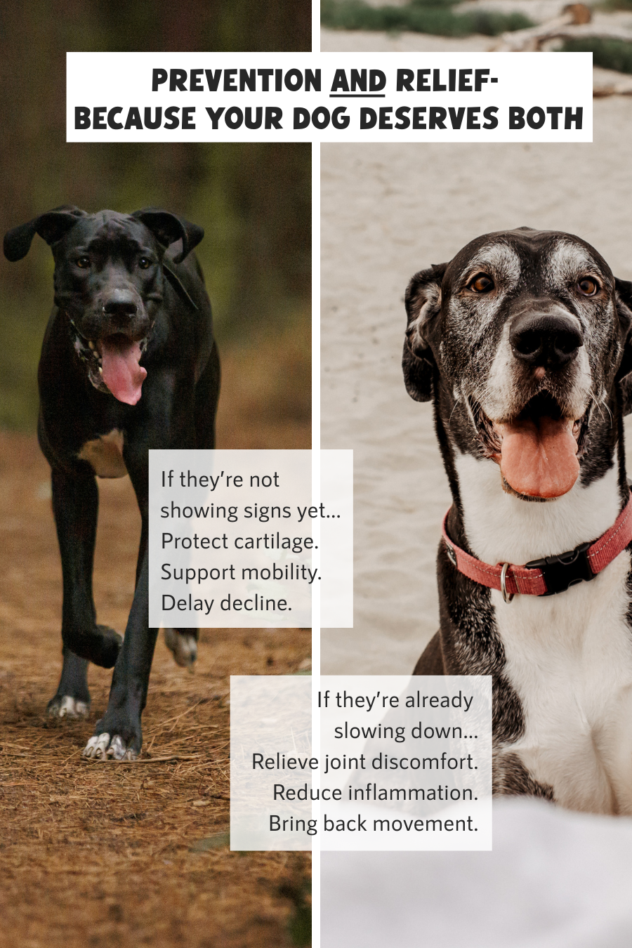 Giant Breed Hip & Joint
