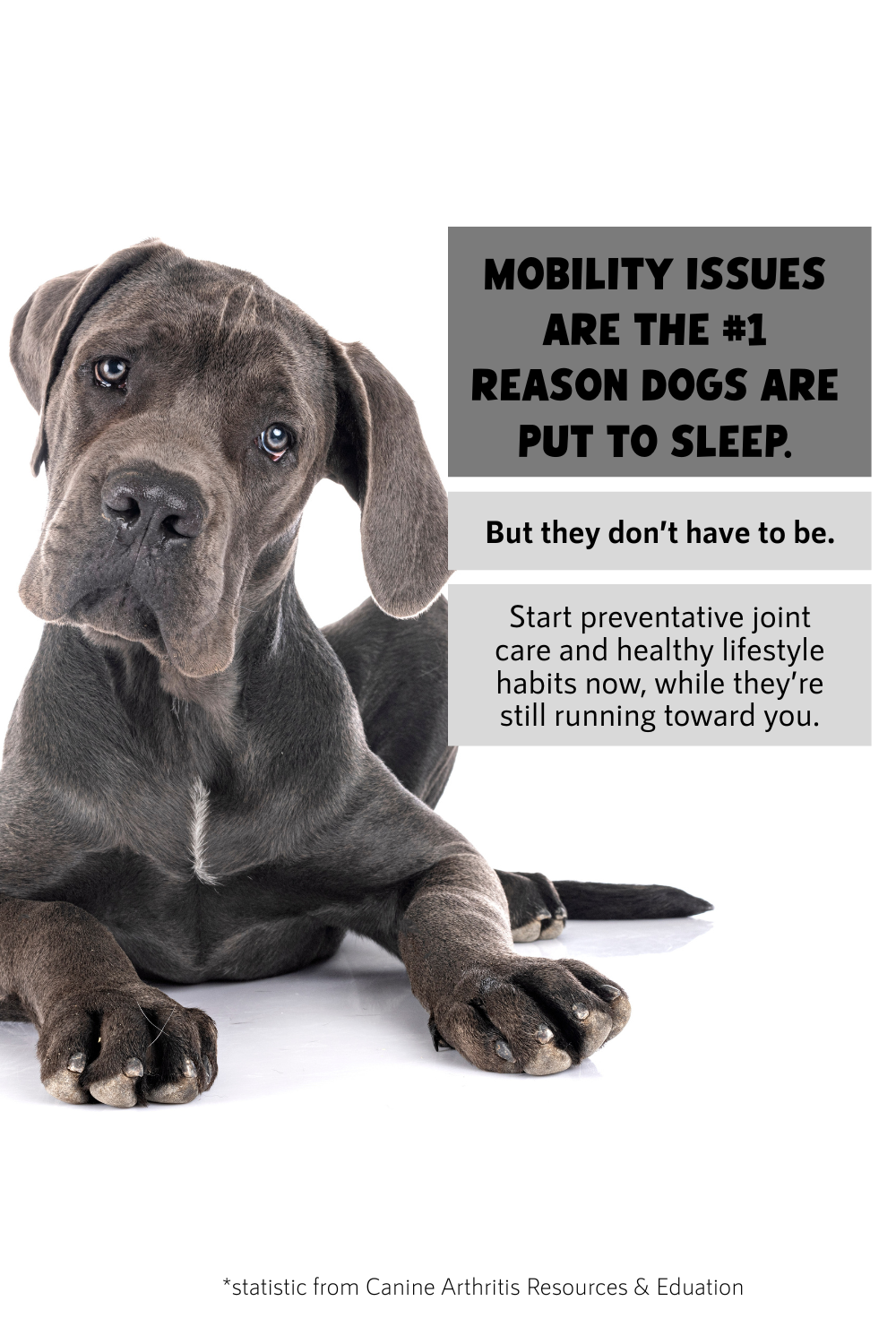 Giant Breed Hip & Joint Chewable Tablets