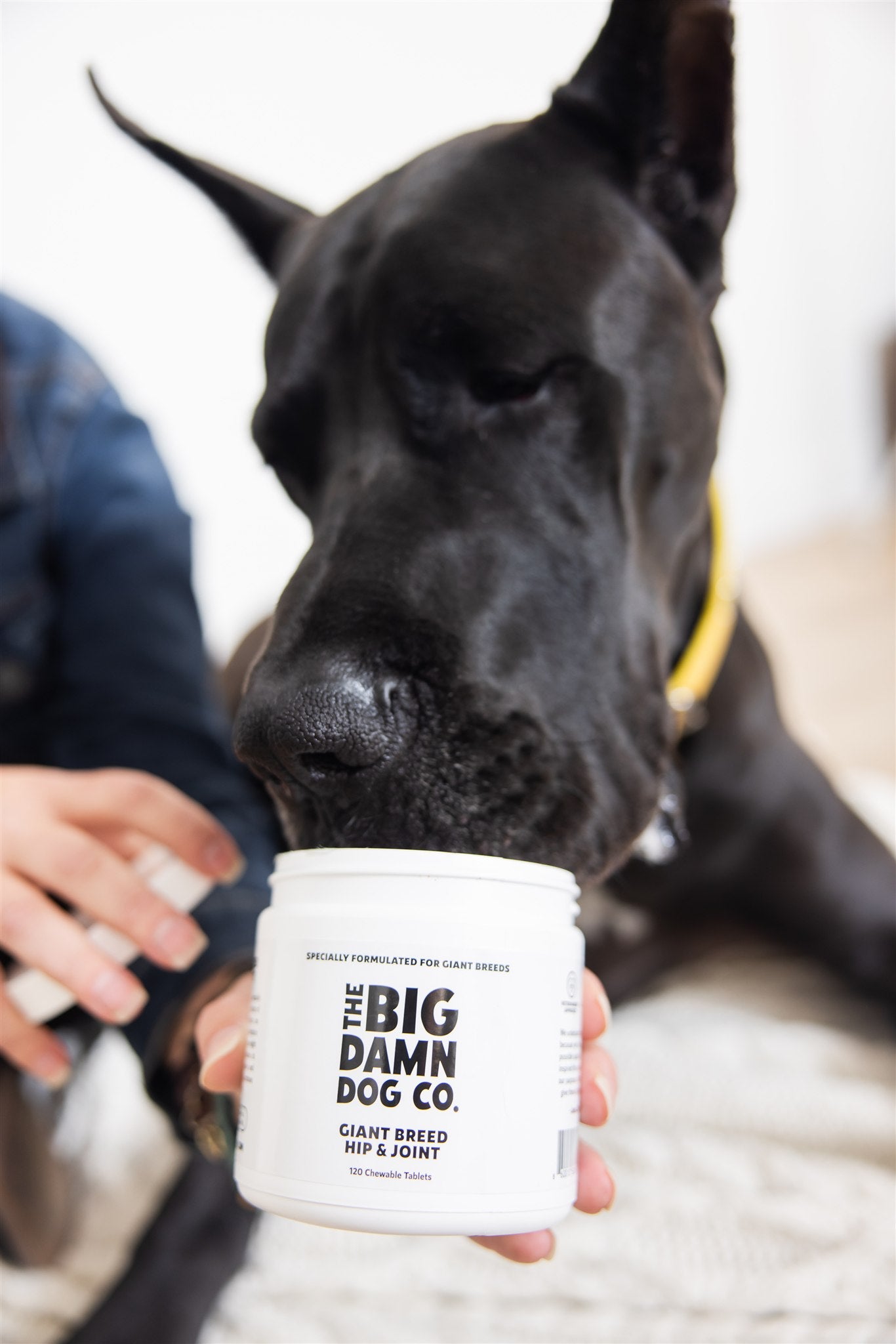 Dog sniffing a supplement container from 'The Big Damn Dog Co.'