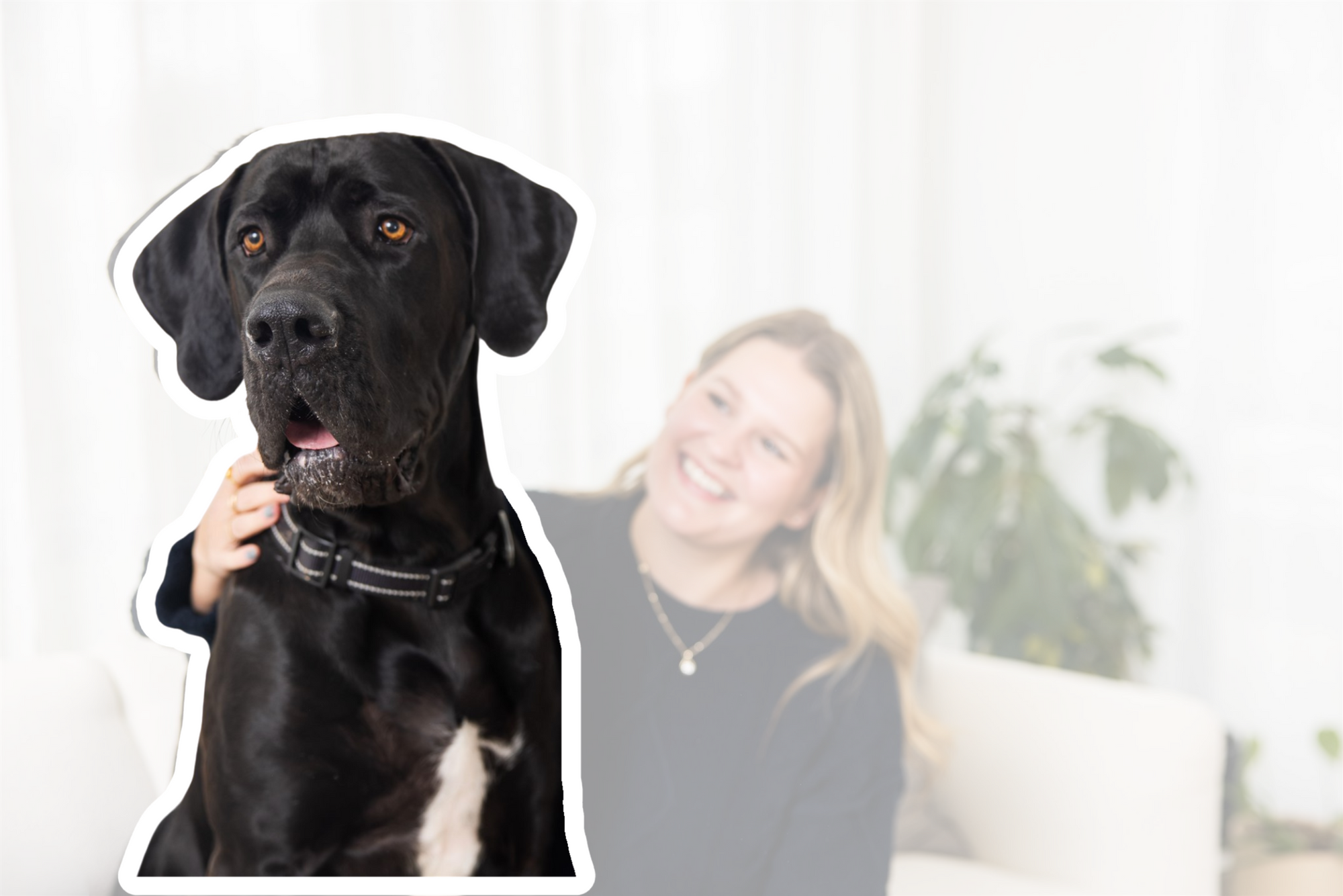 Black dog with a blurred background of a woman on a couch